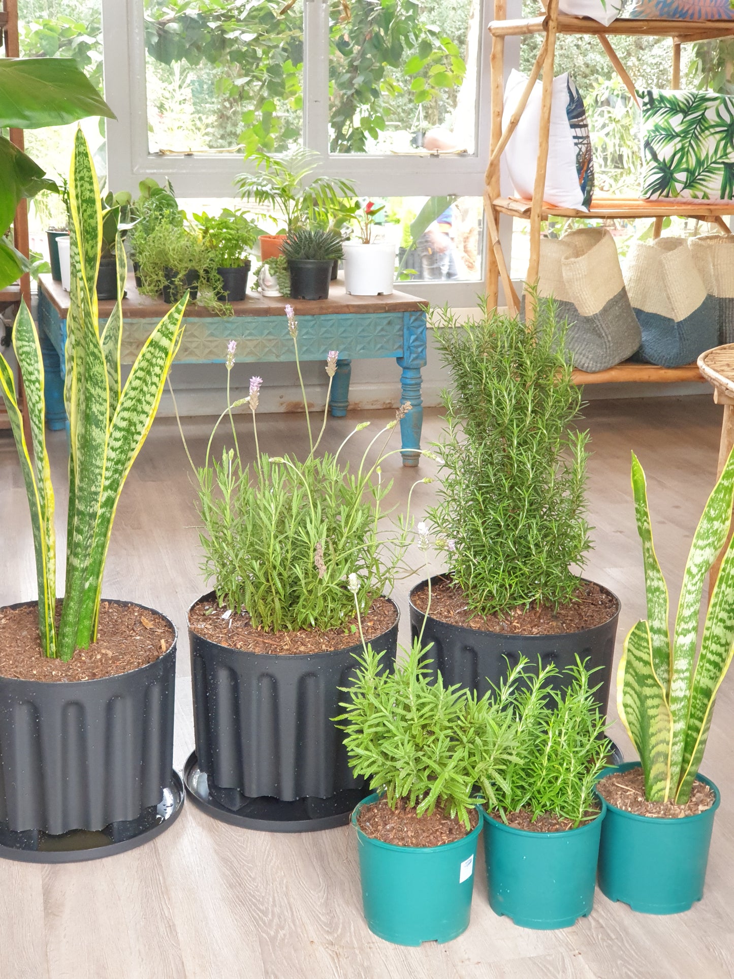 Mosquito Repellent Plant Package