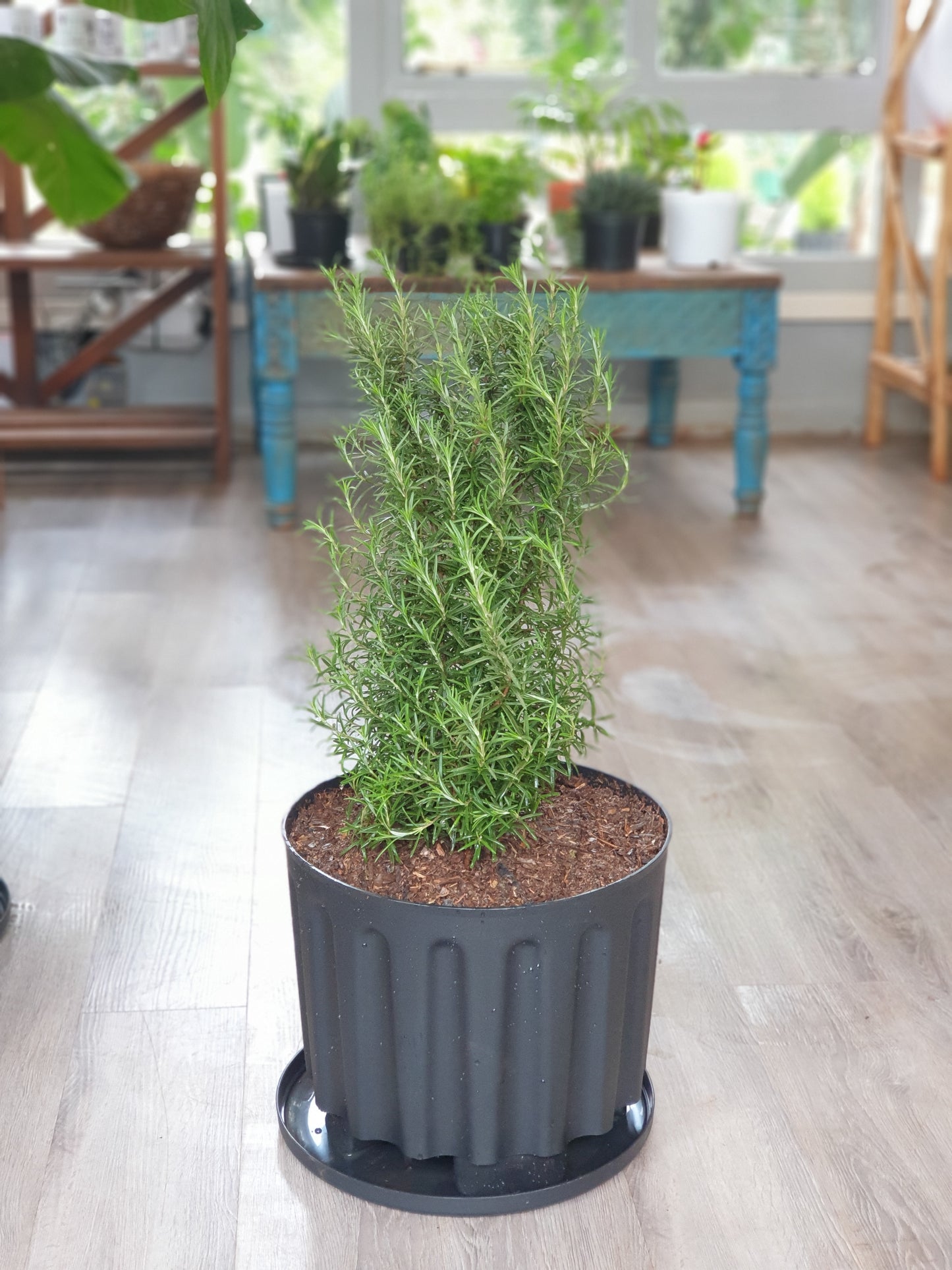 Rosemary