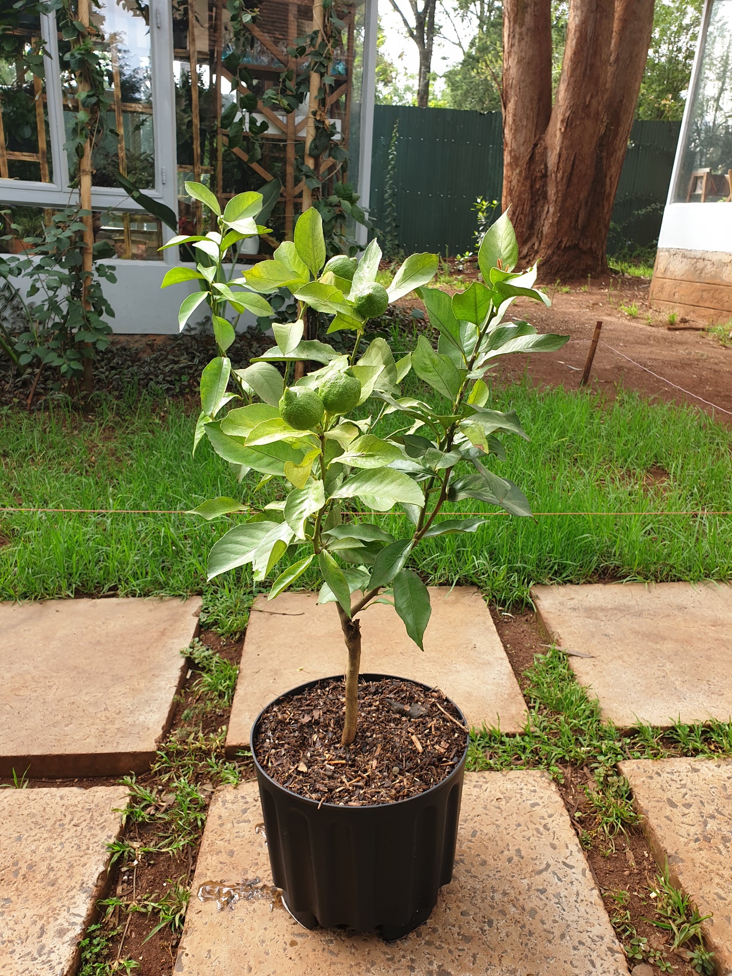 Potted Lemon Tree
