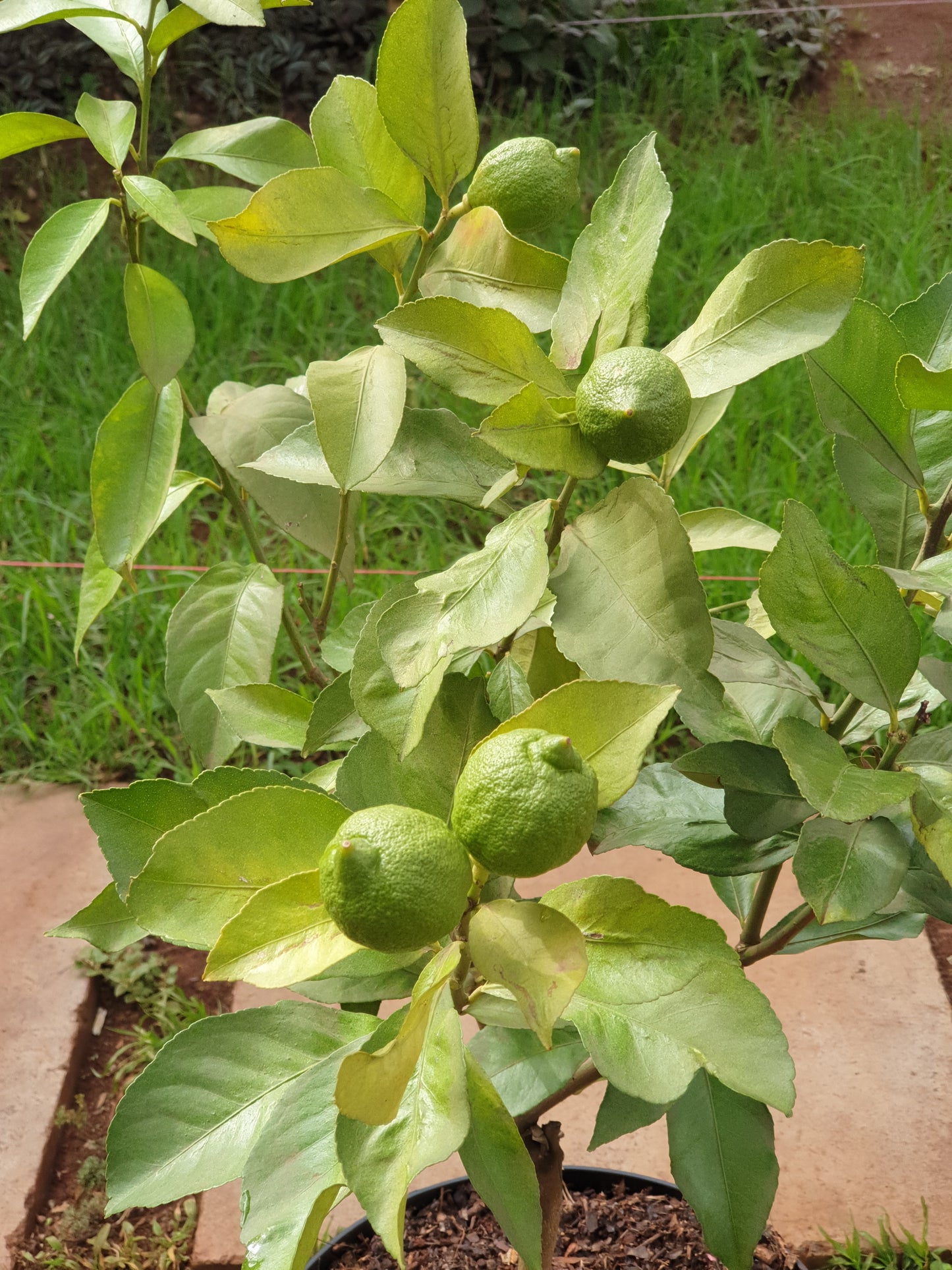 Potted Lemon Tree
