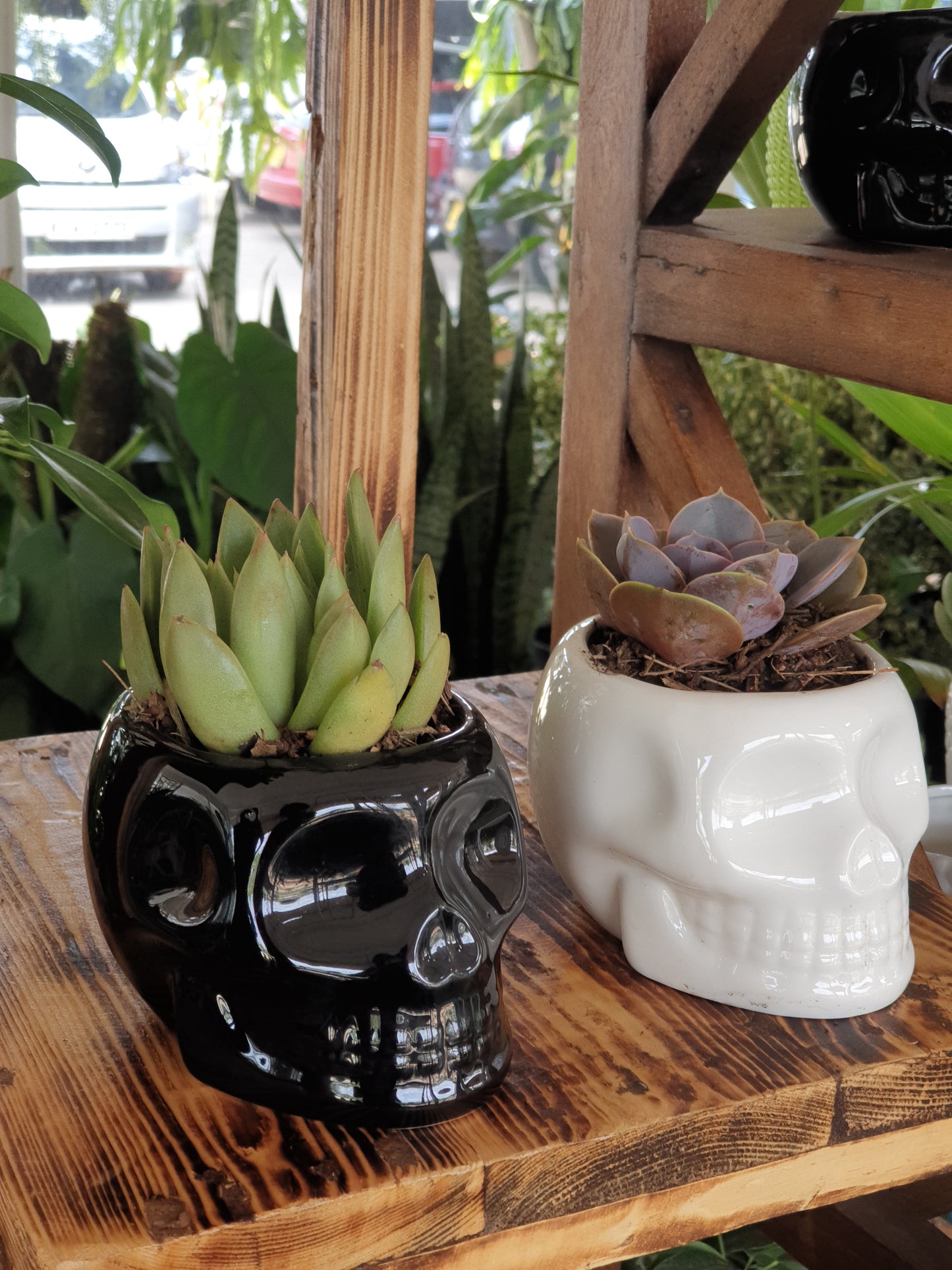 Skull ceramic planter
