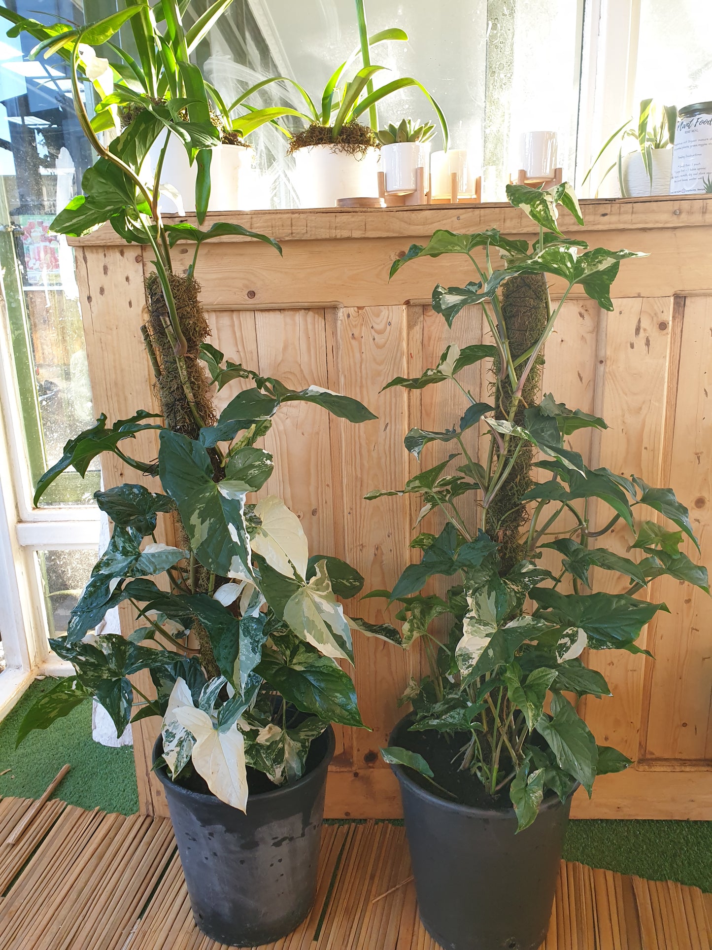 Syngonium Podophyllum Variegated
