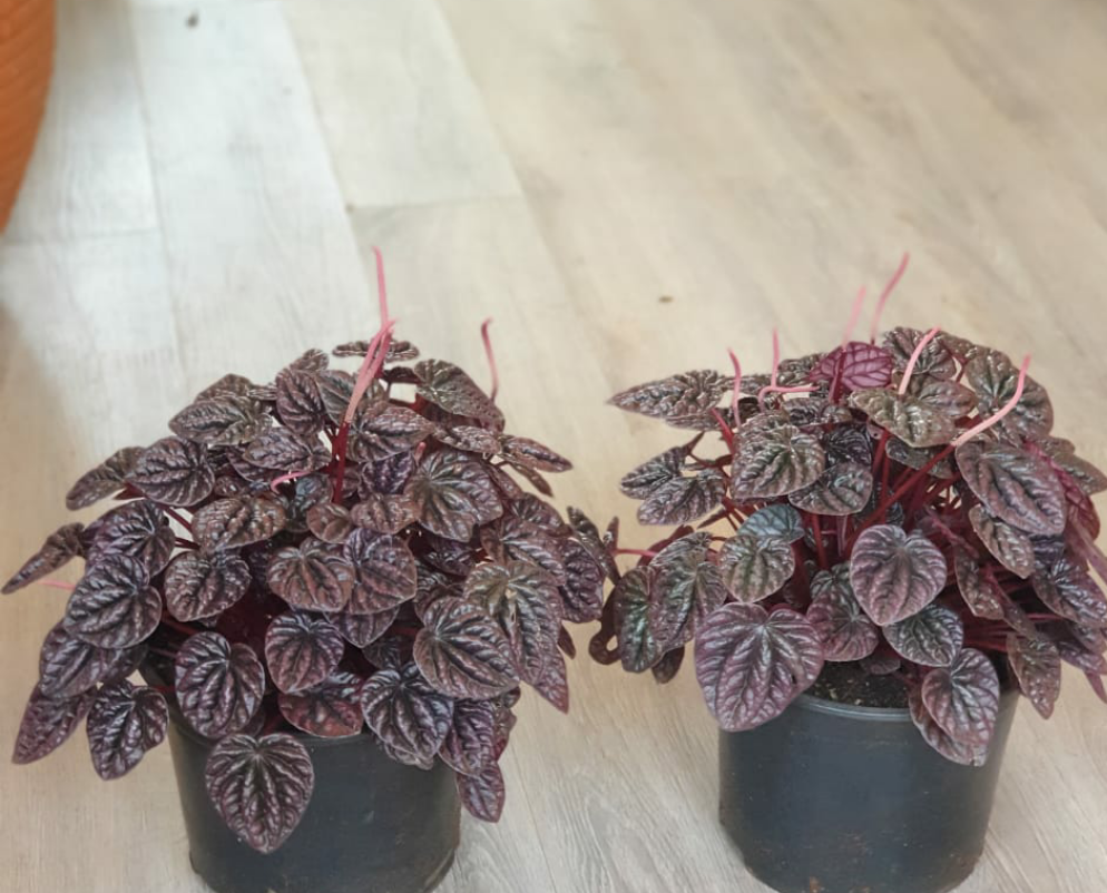 Peperomia Caperata