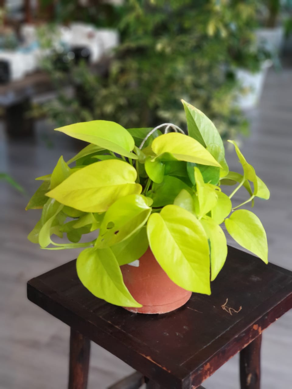 Neon Pothos (Epipremnum aureum)