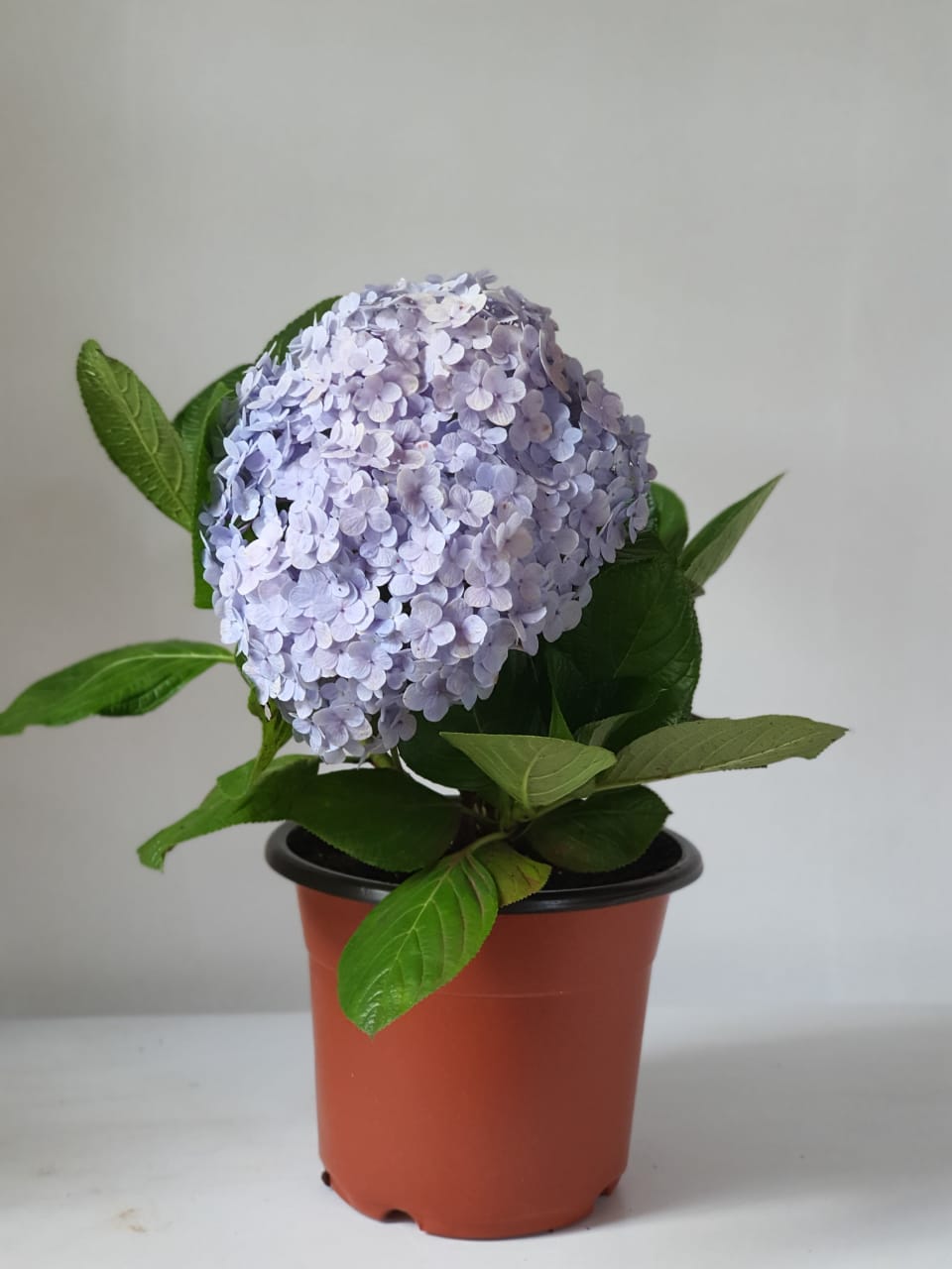 Hydrangea ("Hortensia")
