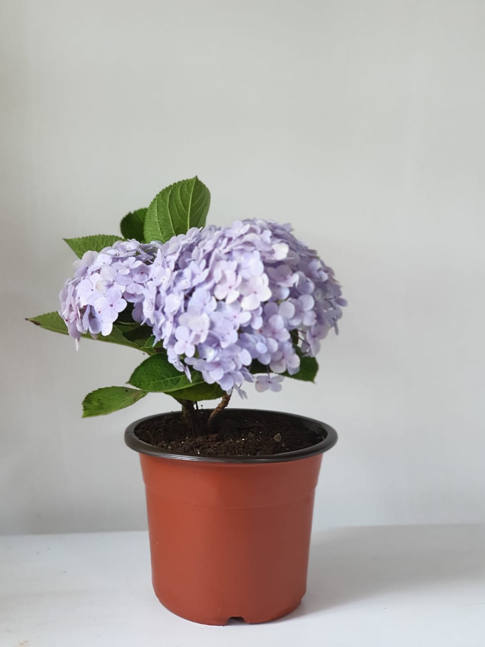 Hydrangea ("Hortensia")