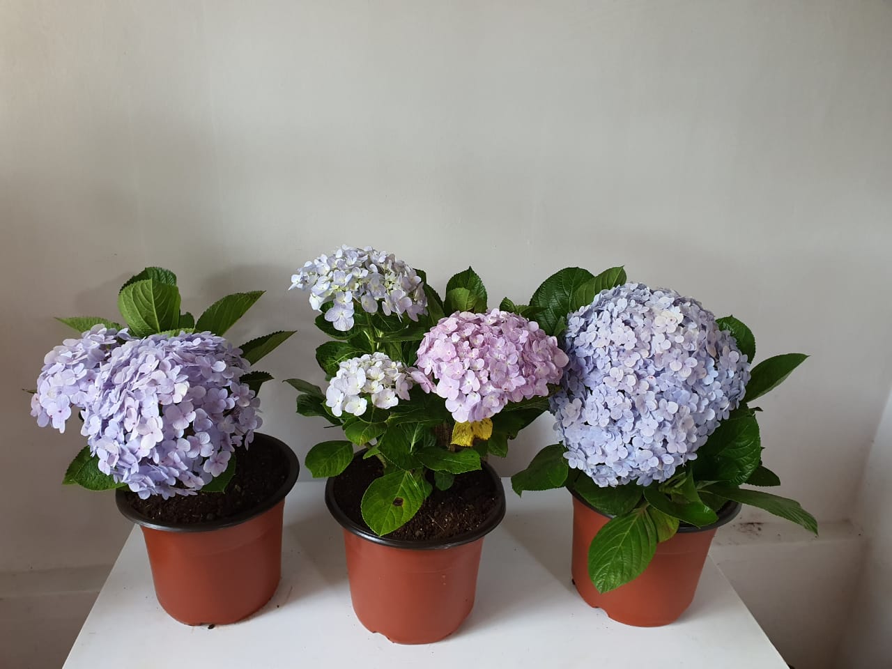 Hydrangea ("Hortensia")