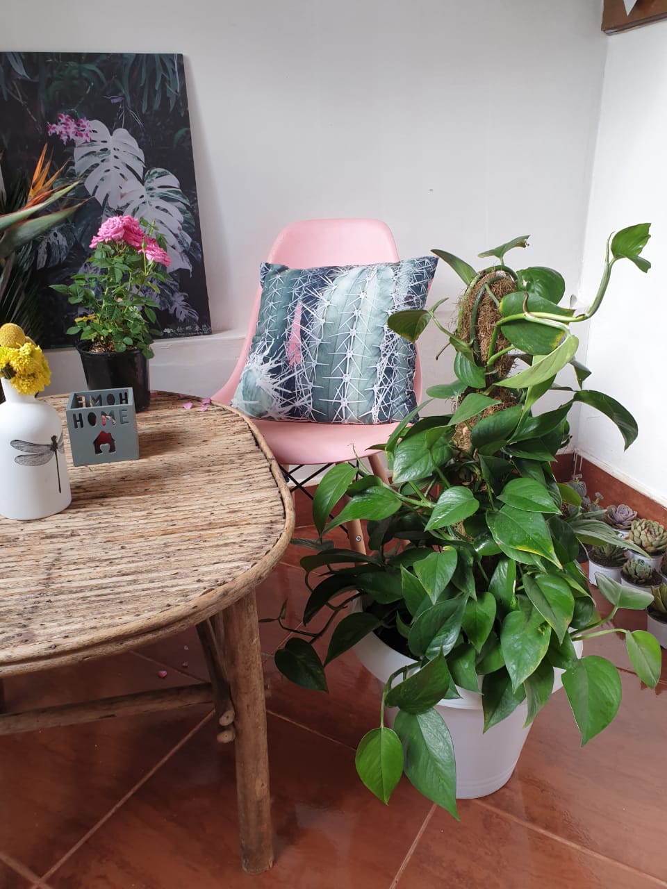 Money Plant (Epipremnum Aureum ("Devil's Ivy / Pothos Plant")