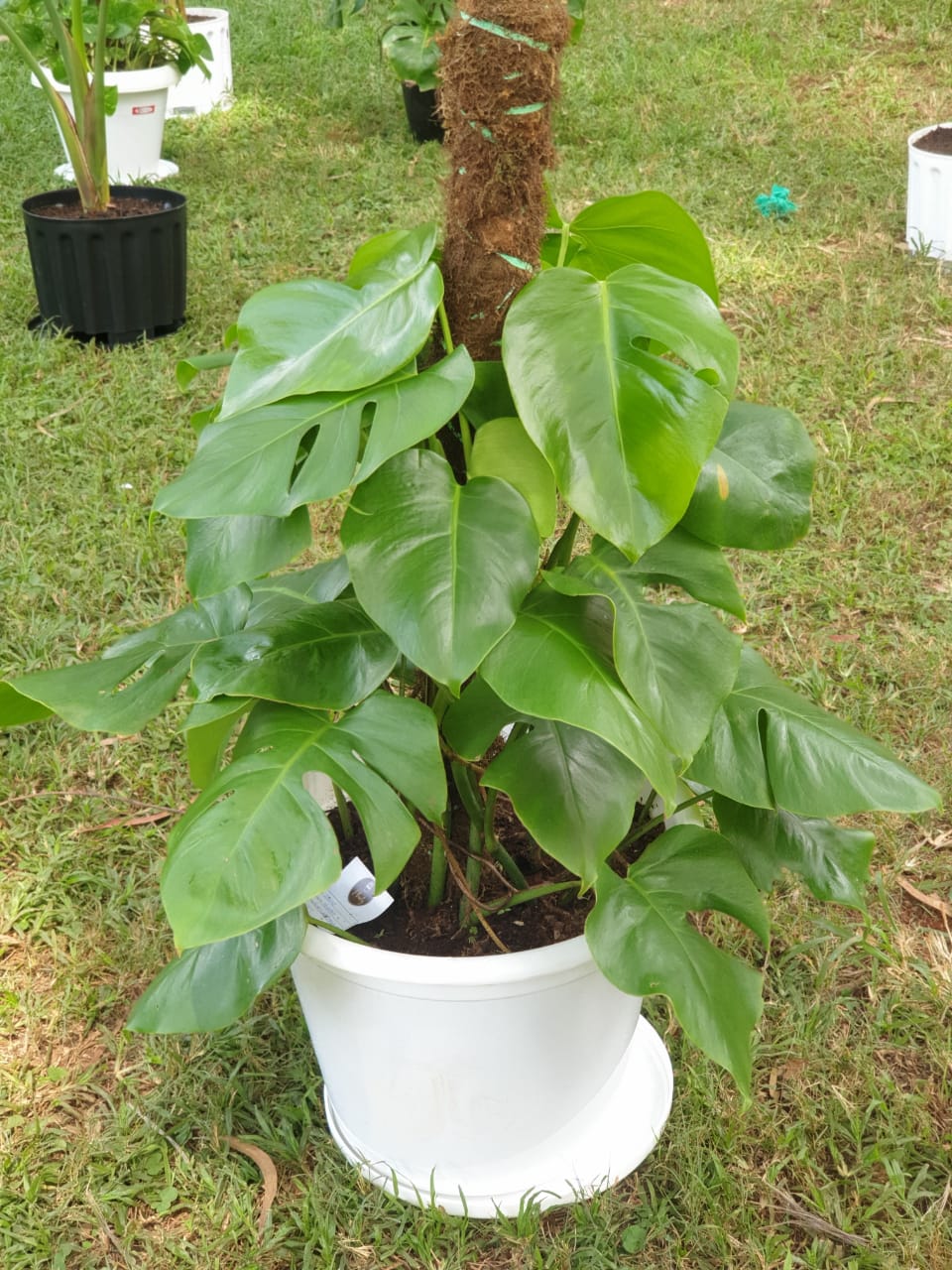 Monstera Deliciosa