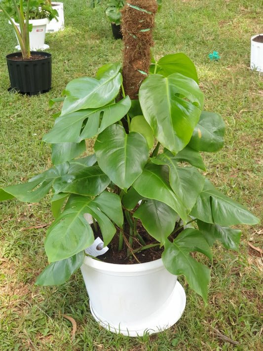 Monstera Deliciosa