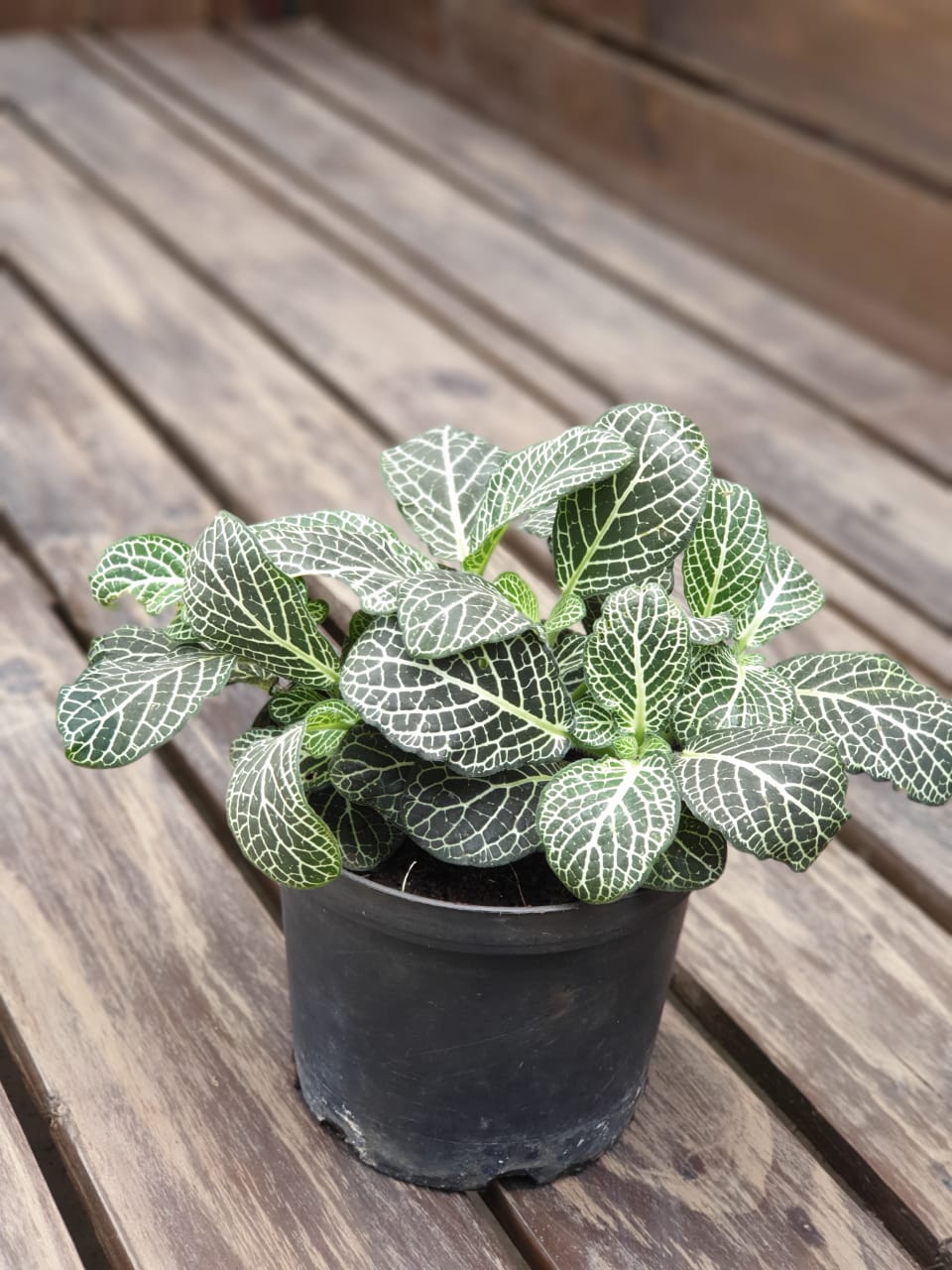 Fittonia (Acanthaceae) Small