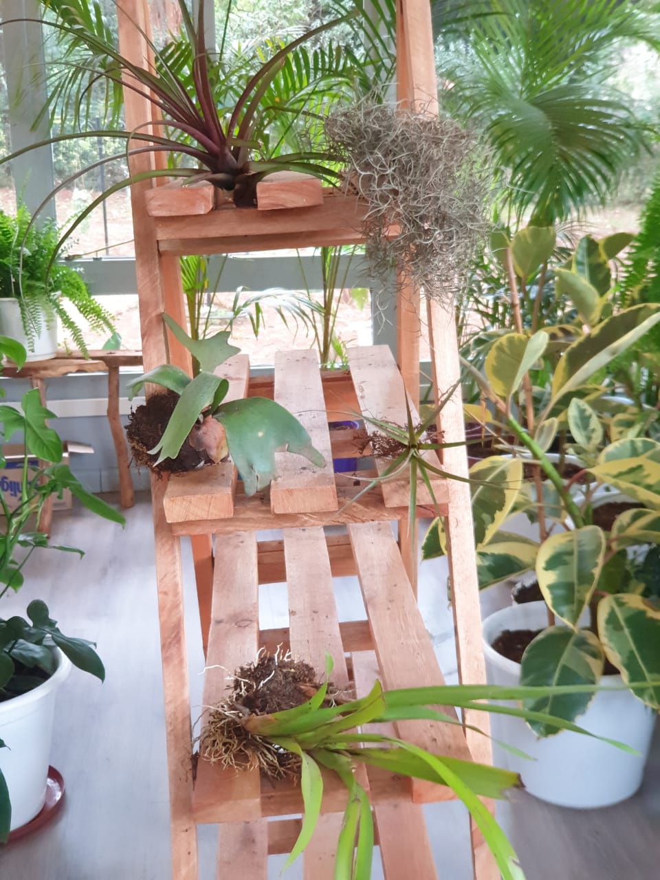 Air Plant Package