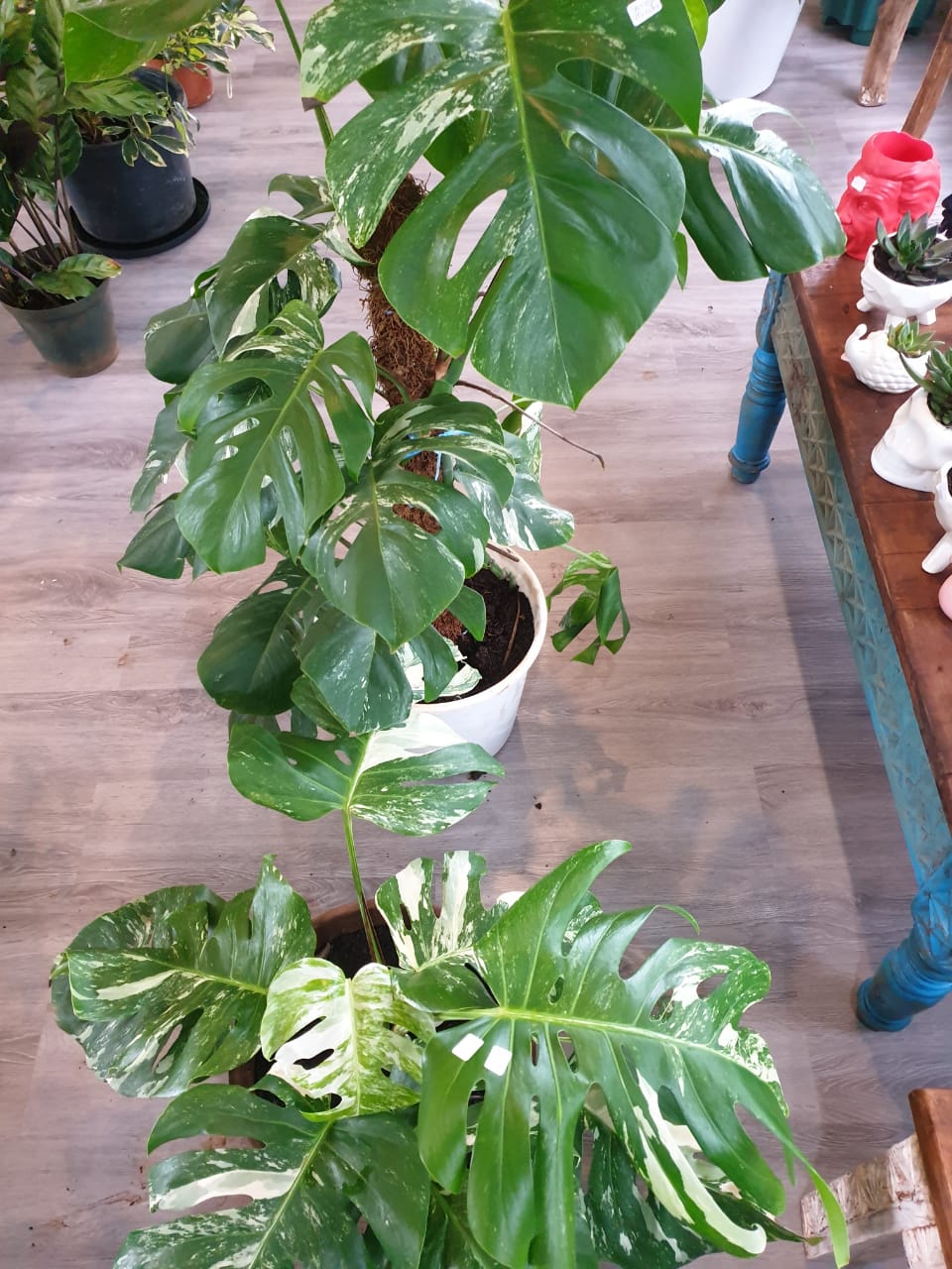Monstera Deliciosa 'Thai Constellation (Variegated Monstera)