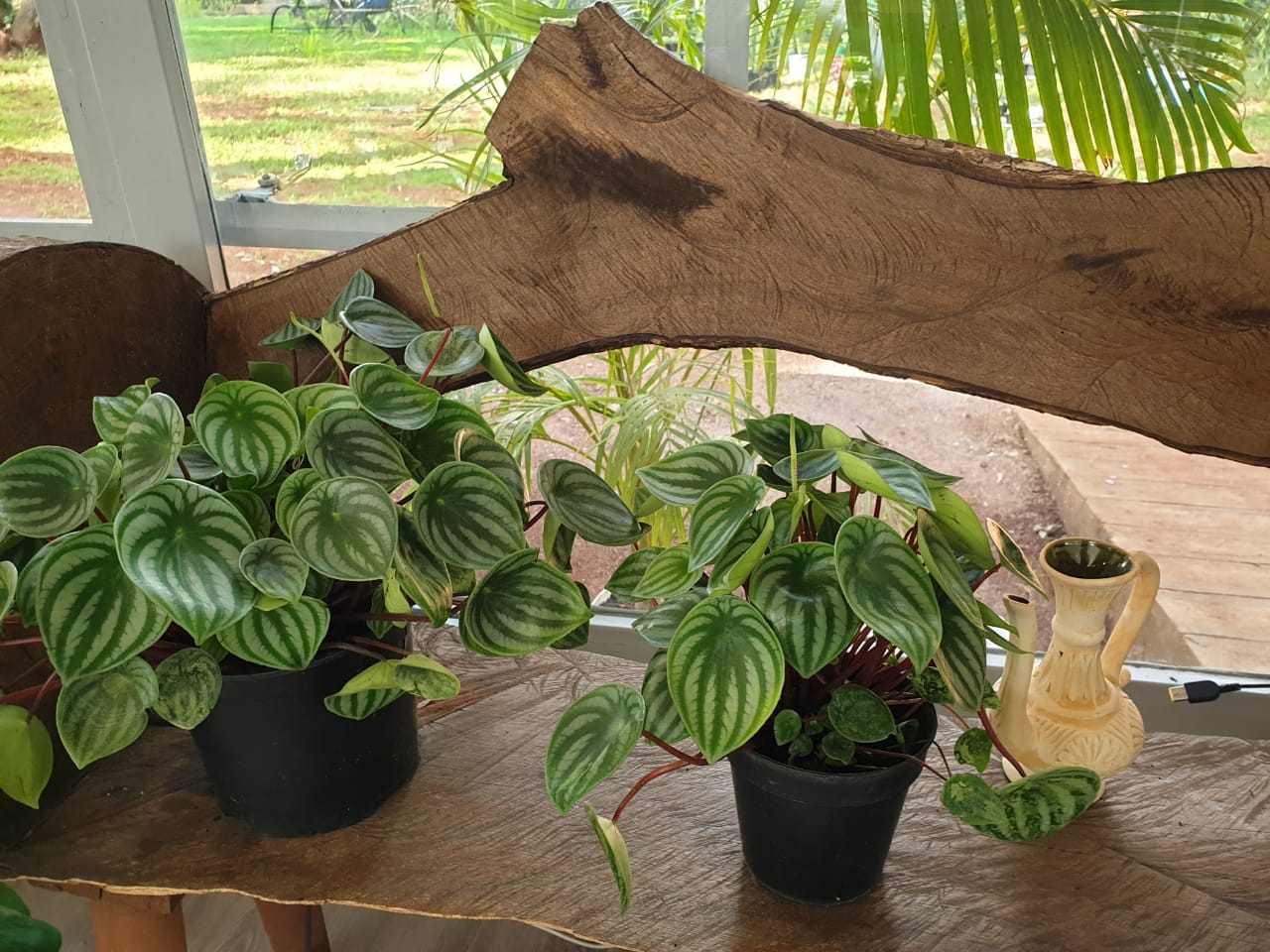 Peperomia argyreia (Watermelon Pepperomia)