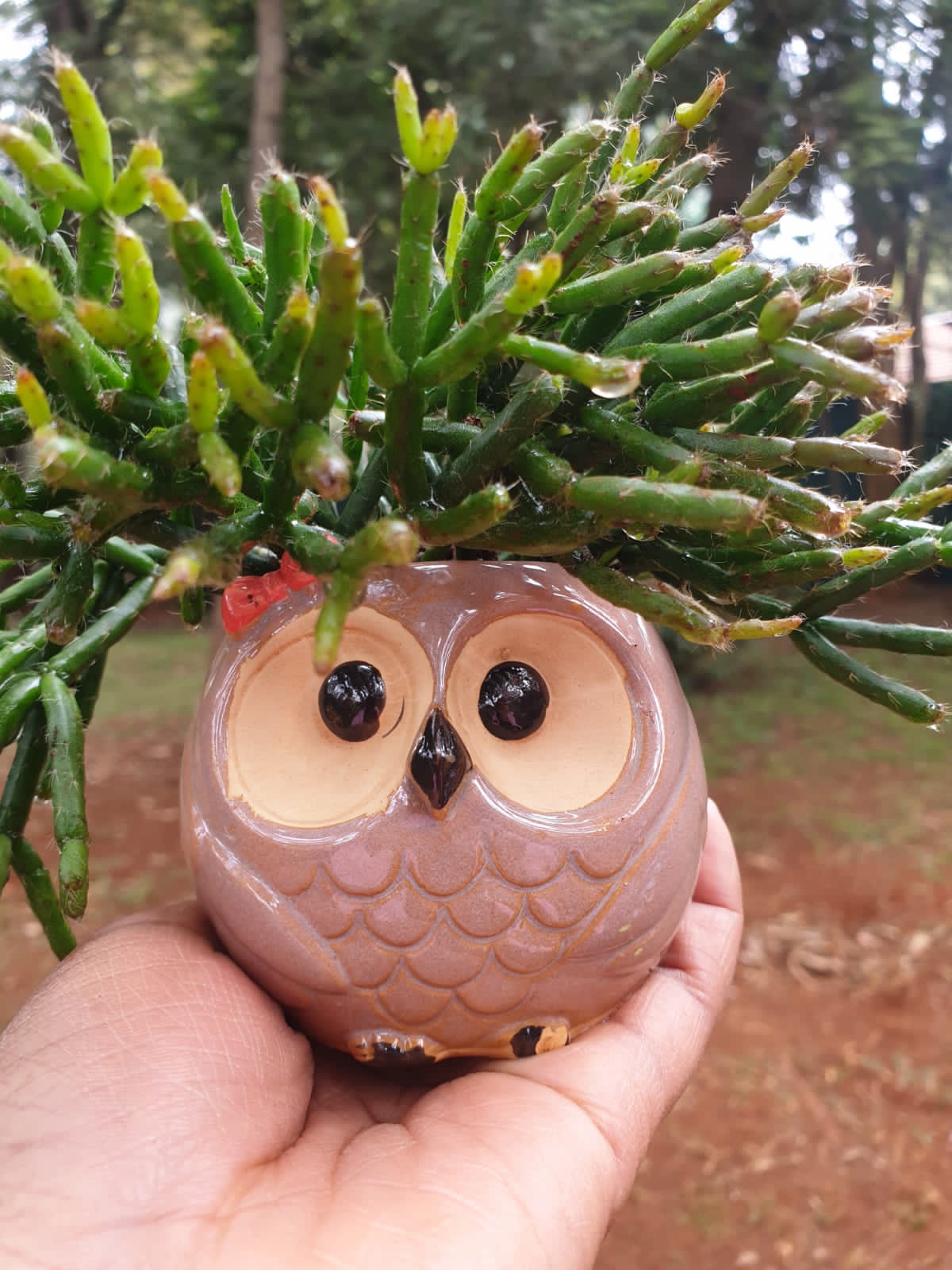 Owl Ceramic Planter "Brown"
