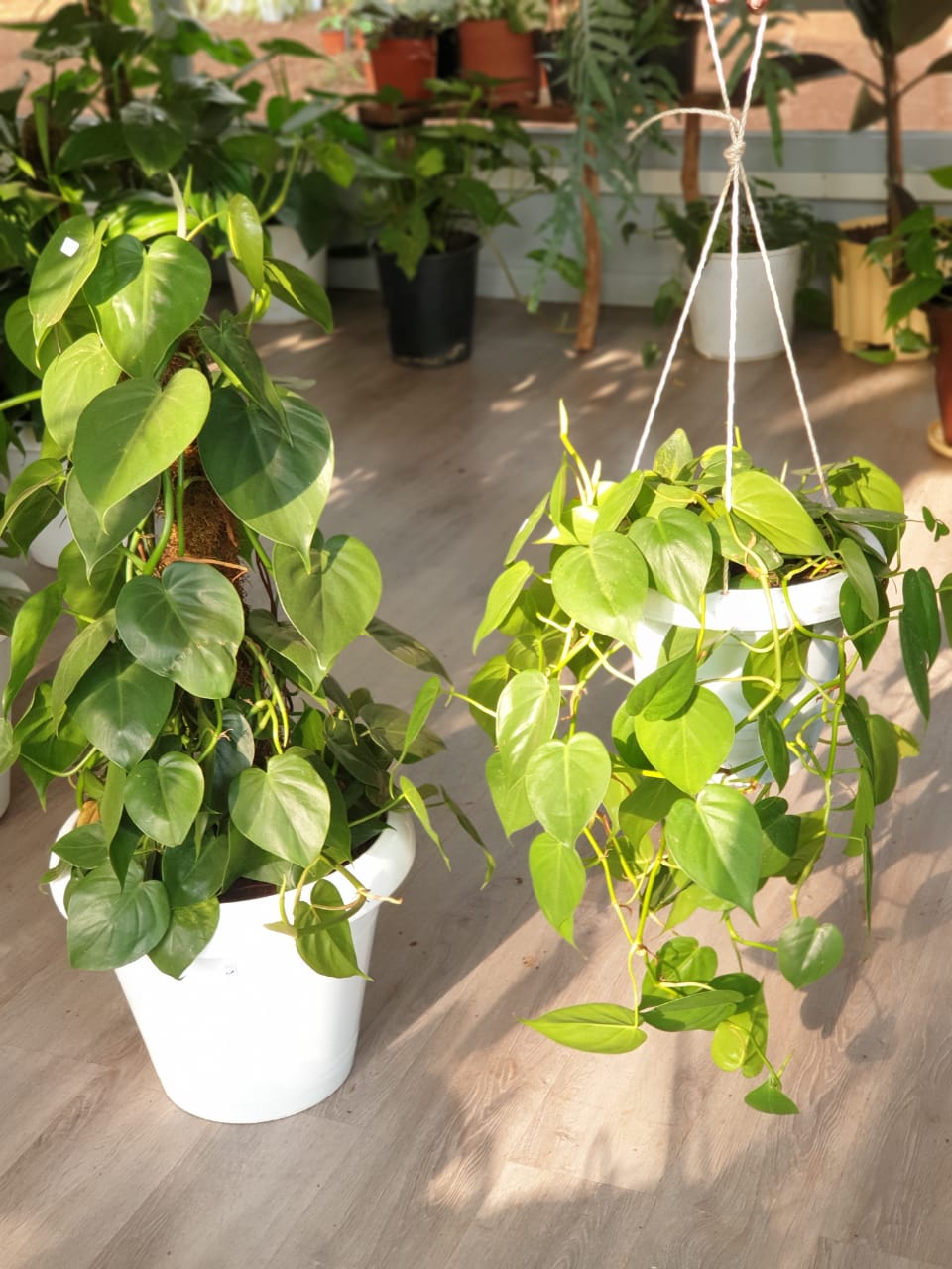 Heart Leaf Philodendron