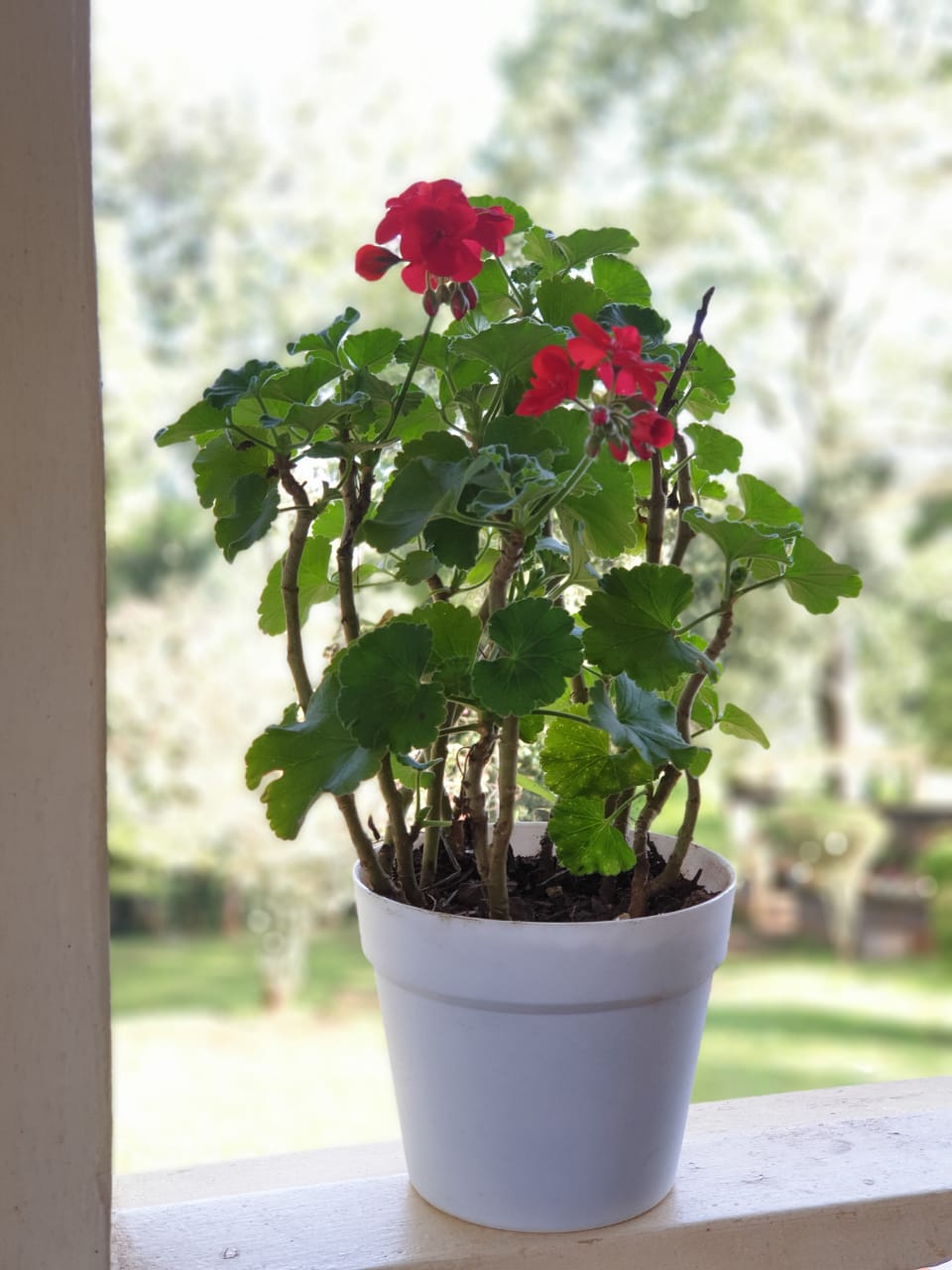 Geranium
