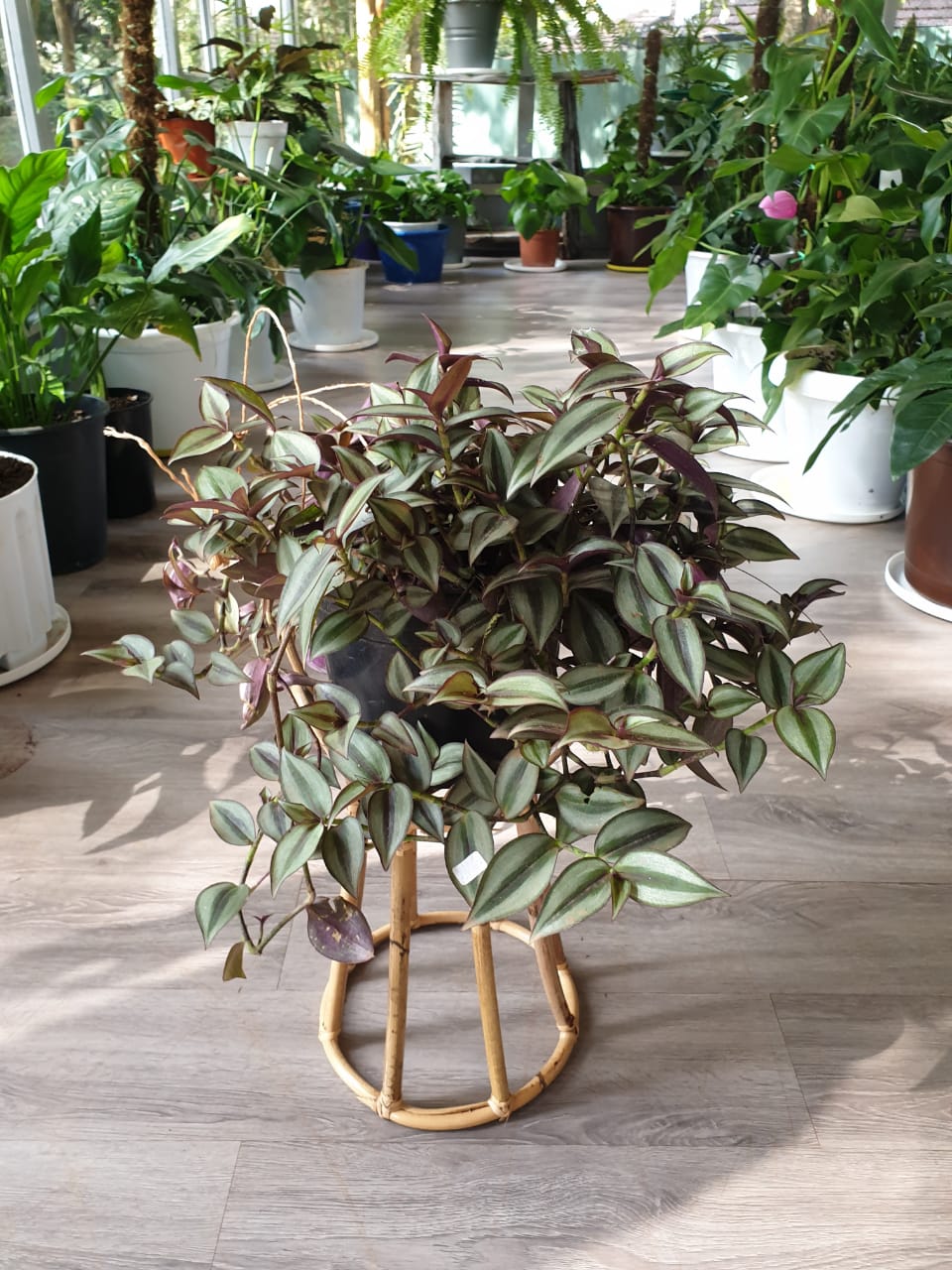 Spiderwort (Tradescantia zebrina)