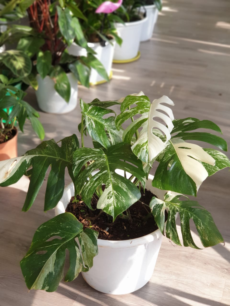 Monstera Deliciosa 'Thai Constellation (Variegated Monstera)