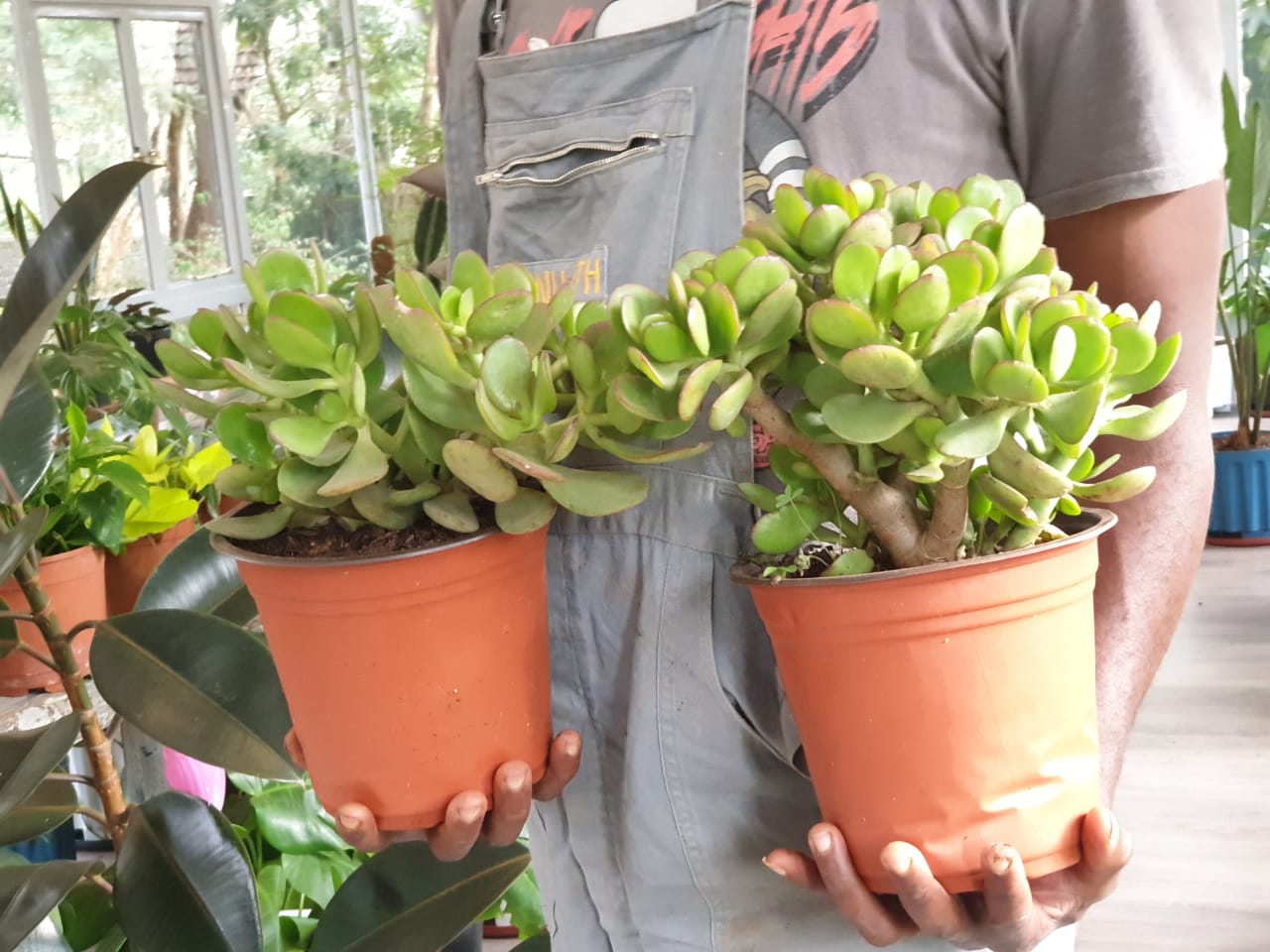 Crassula ovata (Jade Plant)