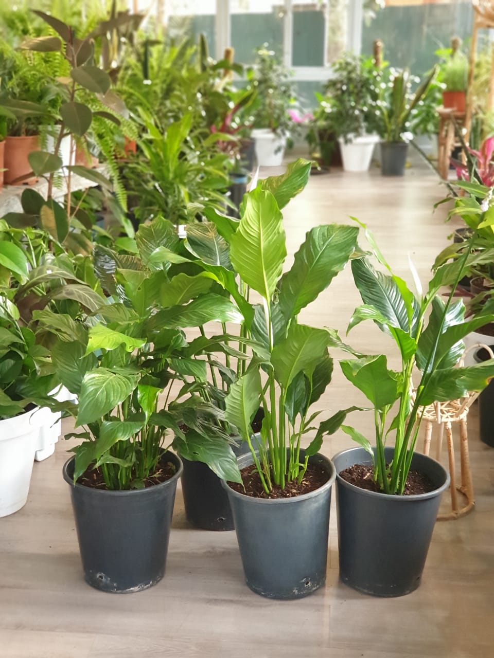 Peace lily (Spathiphyllum)