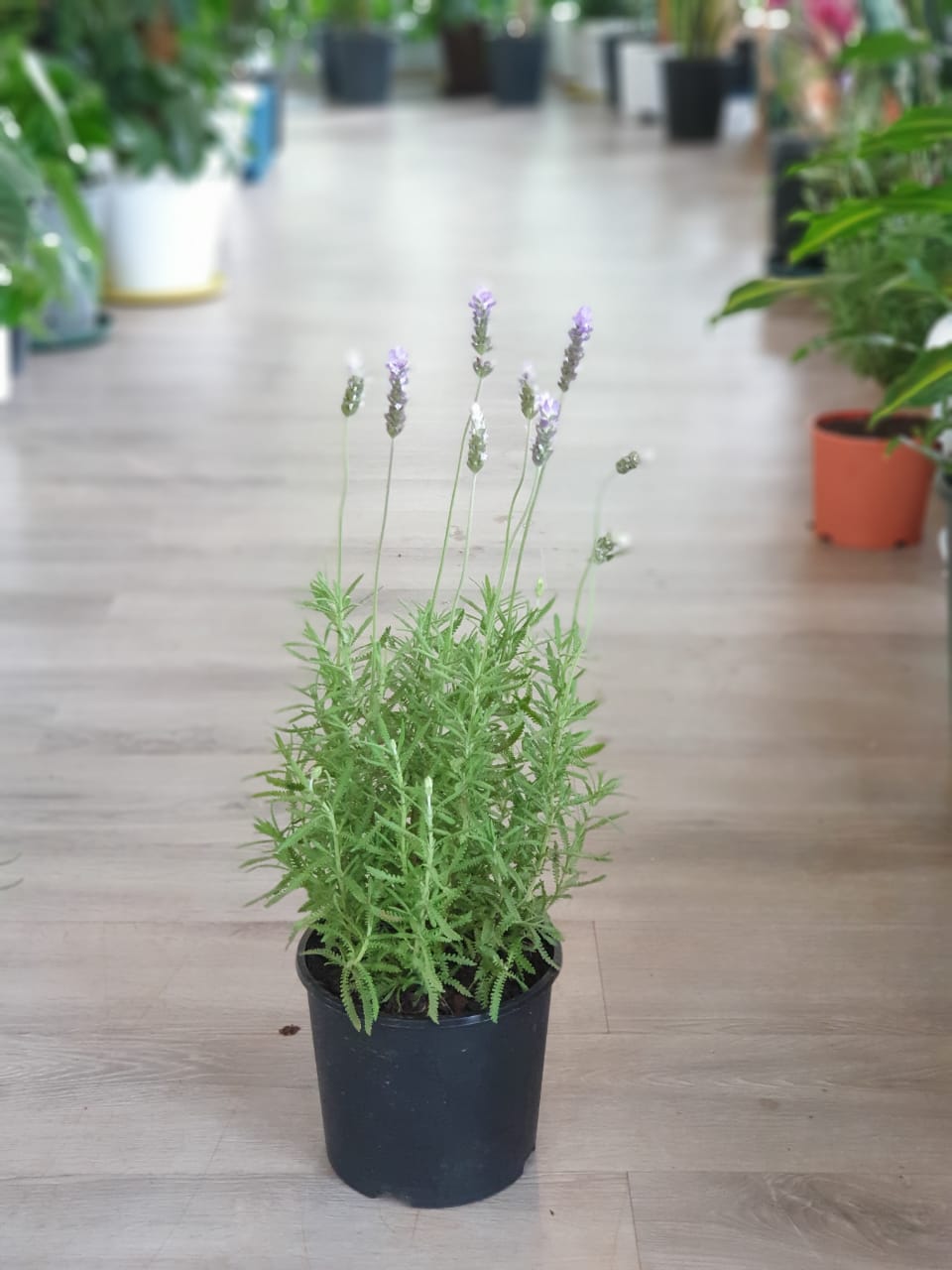 Mosquito Repellent Plant Package