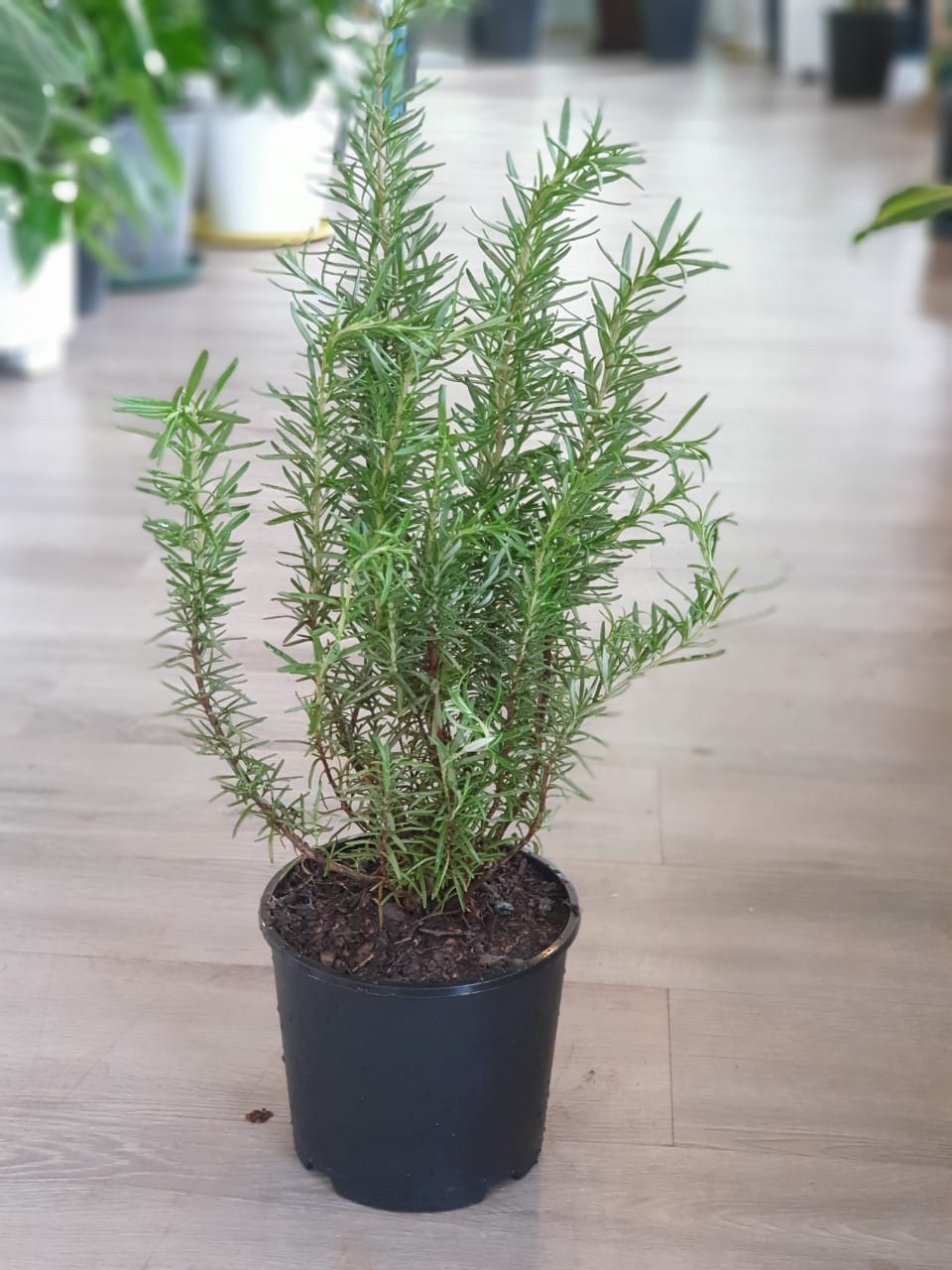 Mosquito Repellent Plant Package