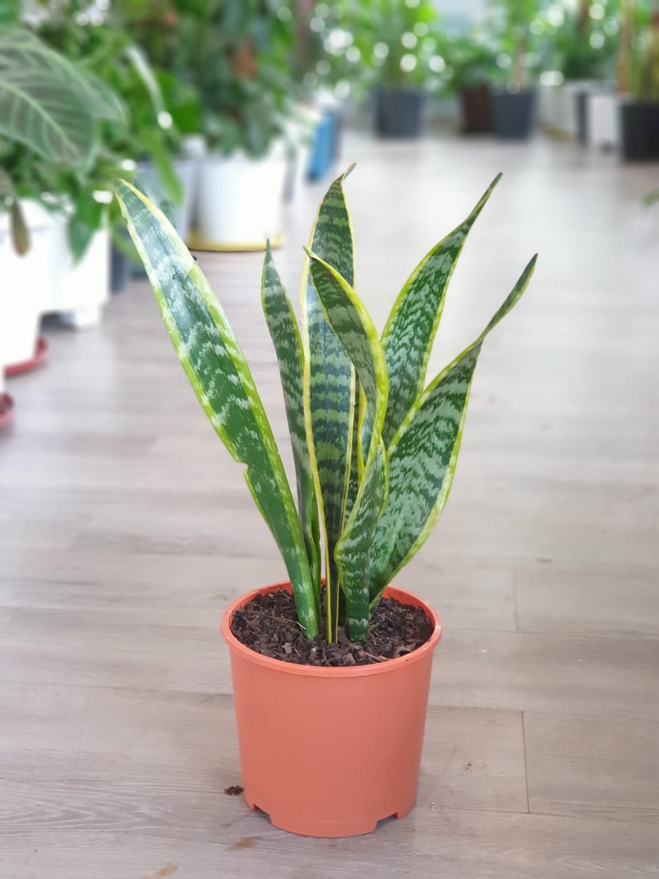 Mosquito Repellent Plant Package