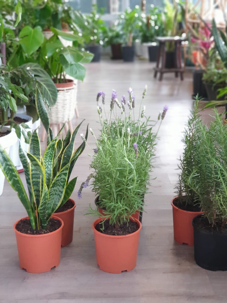 Mosquito Repellent Plant Package