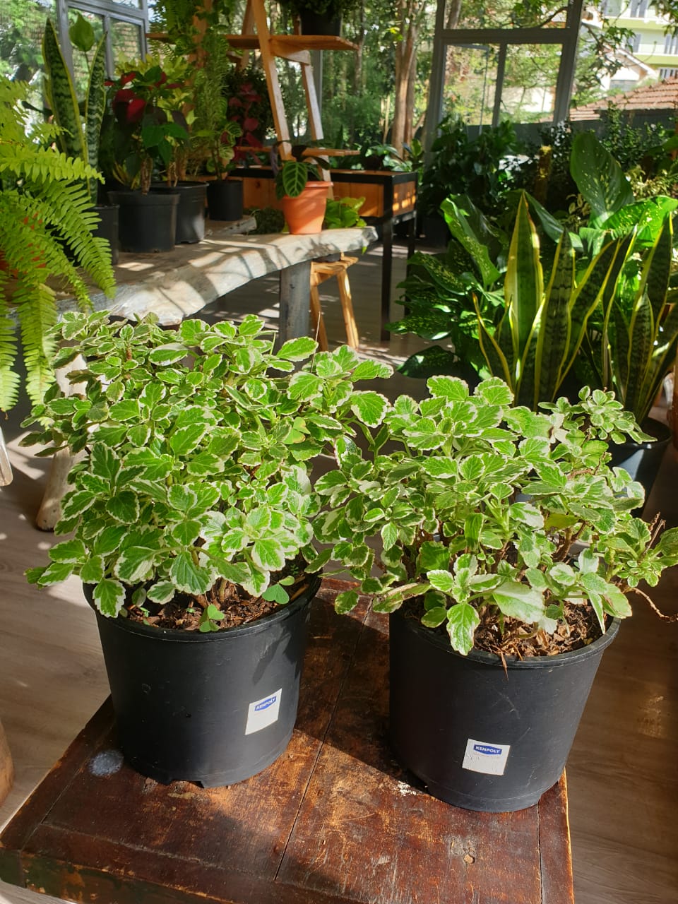 Variegated swedish ivy (Plectranthu coleoides)