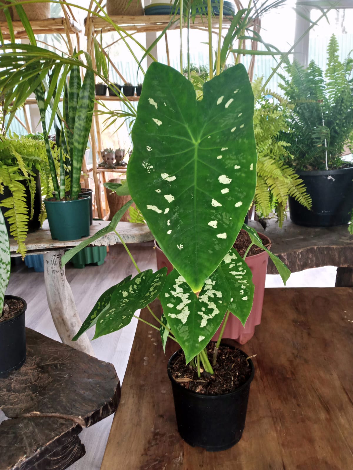 Caladium
