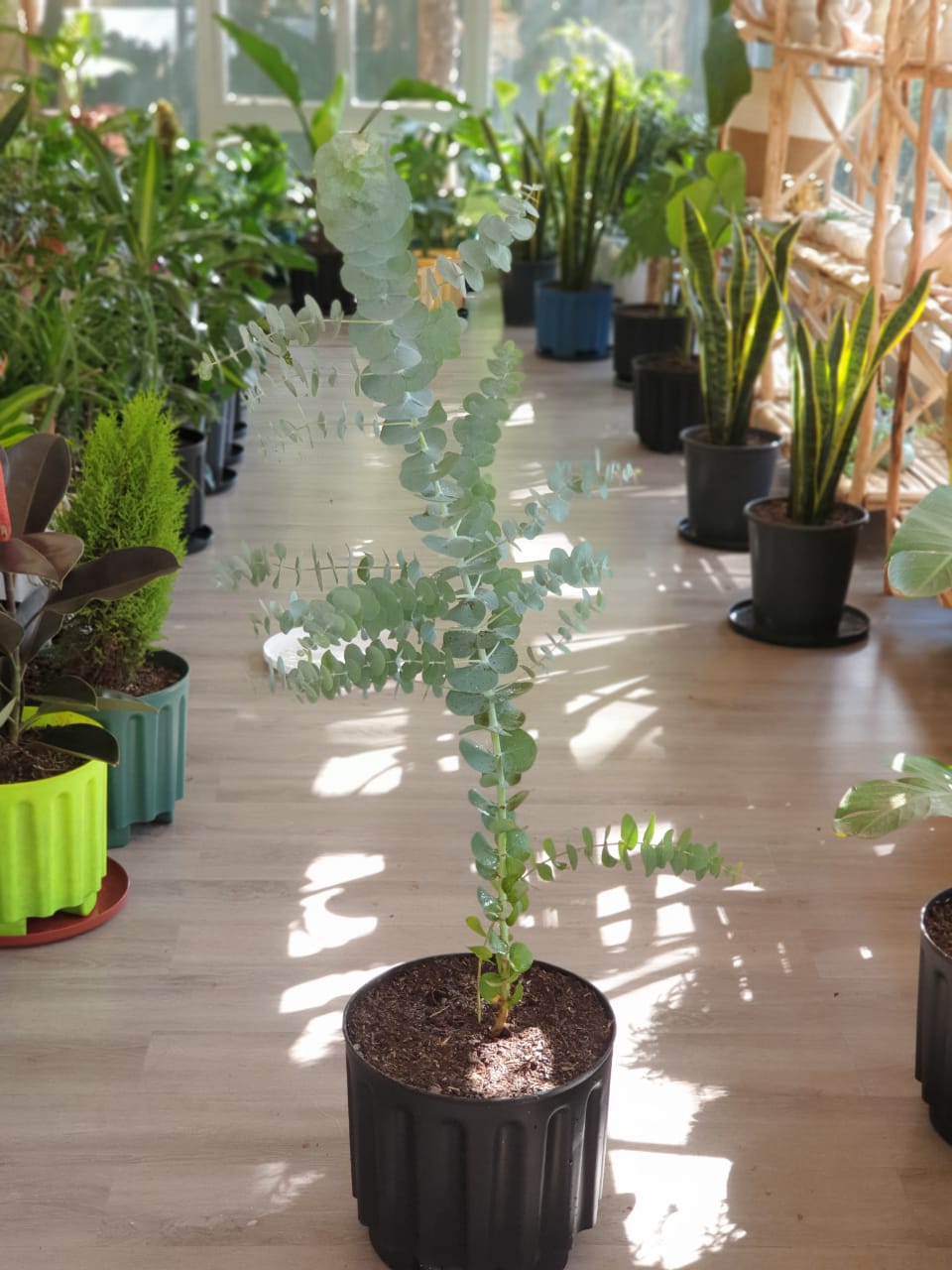 Eucalyptus Plant