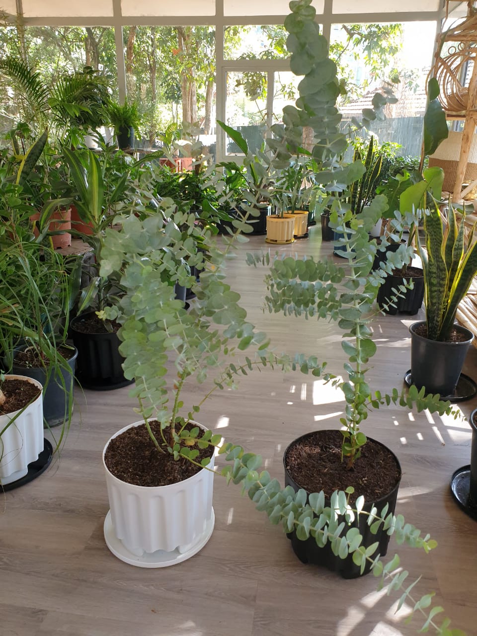 Eucalyptus Plant