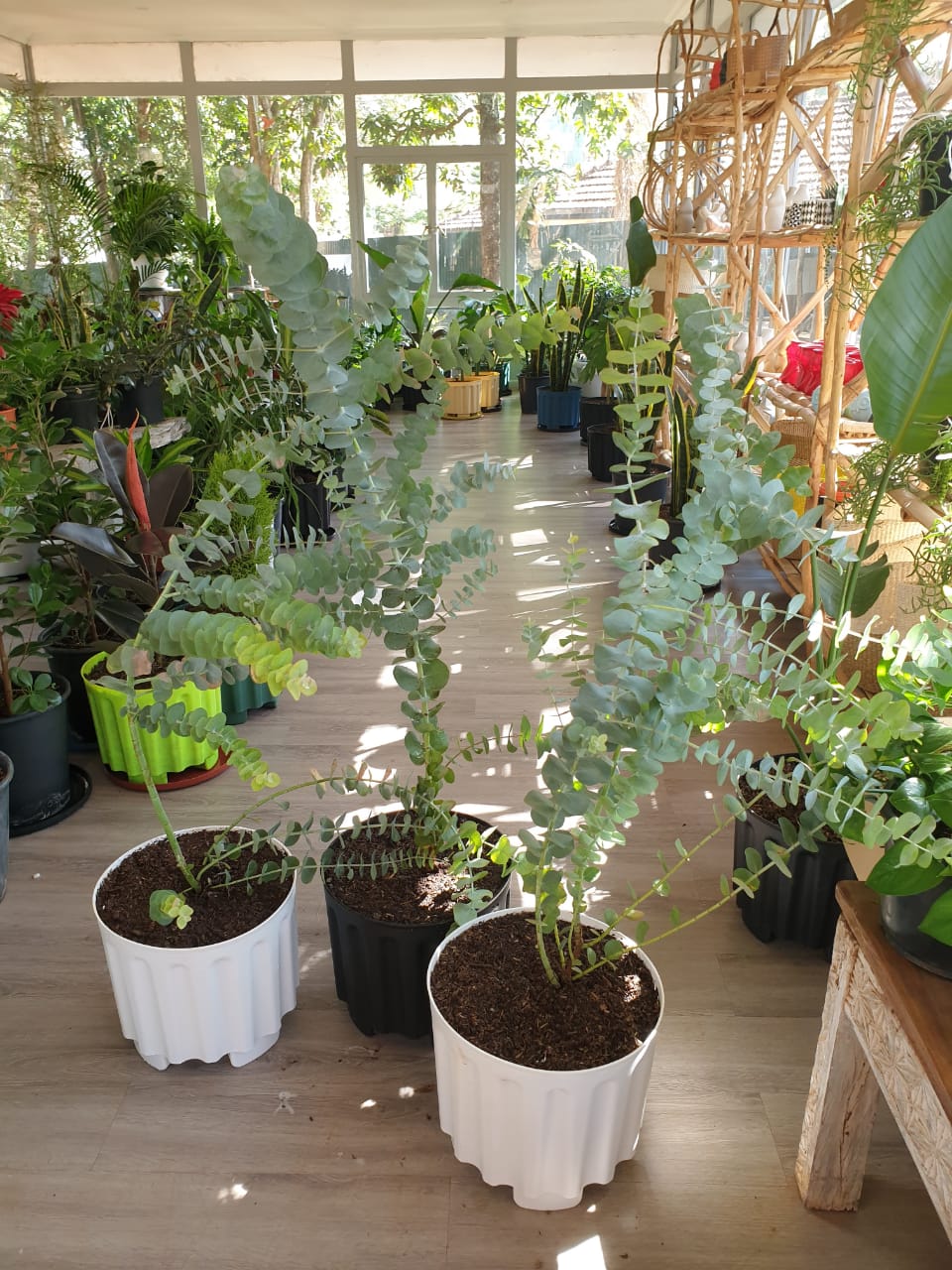 Eucalyptus Plant