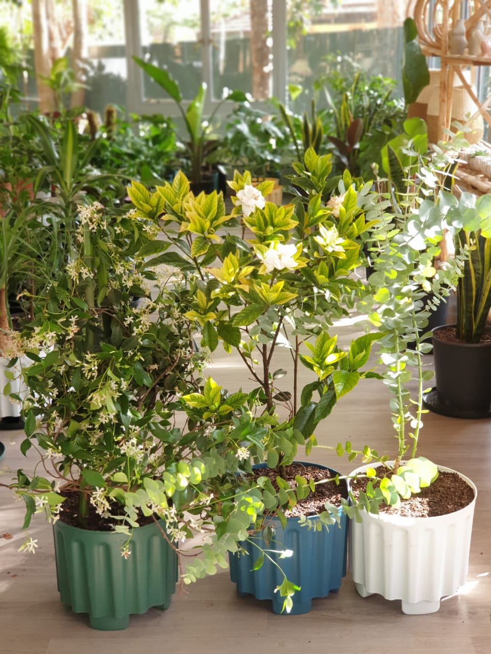 Fragrant Houseplant package