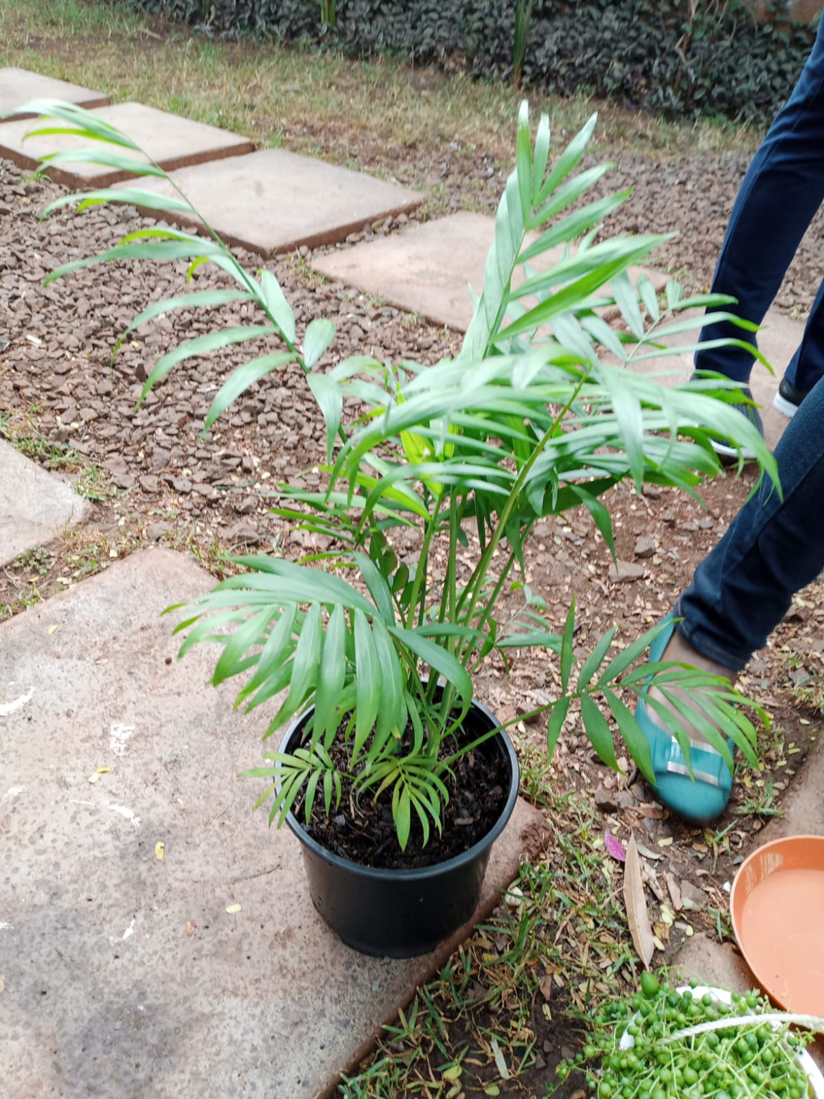 Parlour Palm (Chamaedorea elegans)