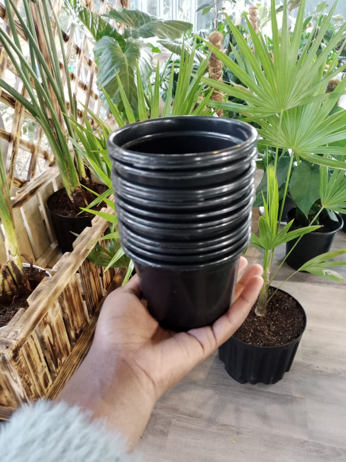 Succulent pots