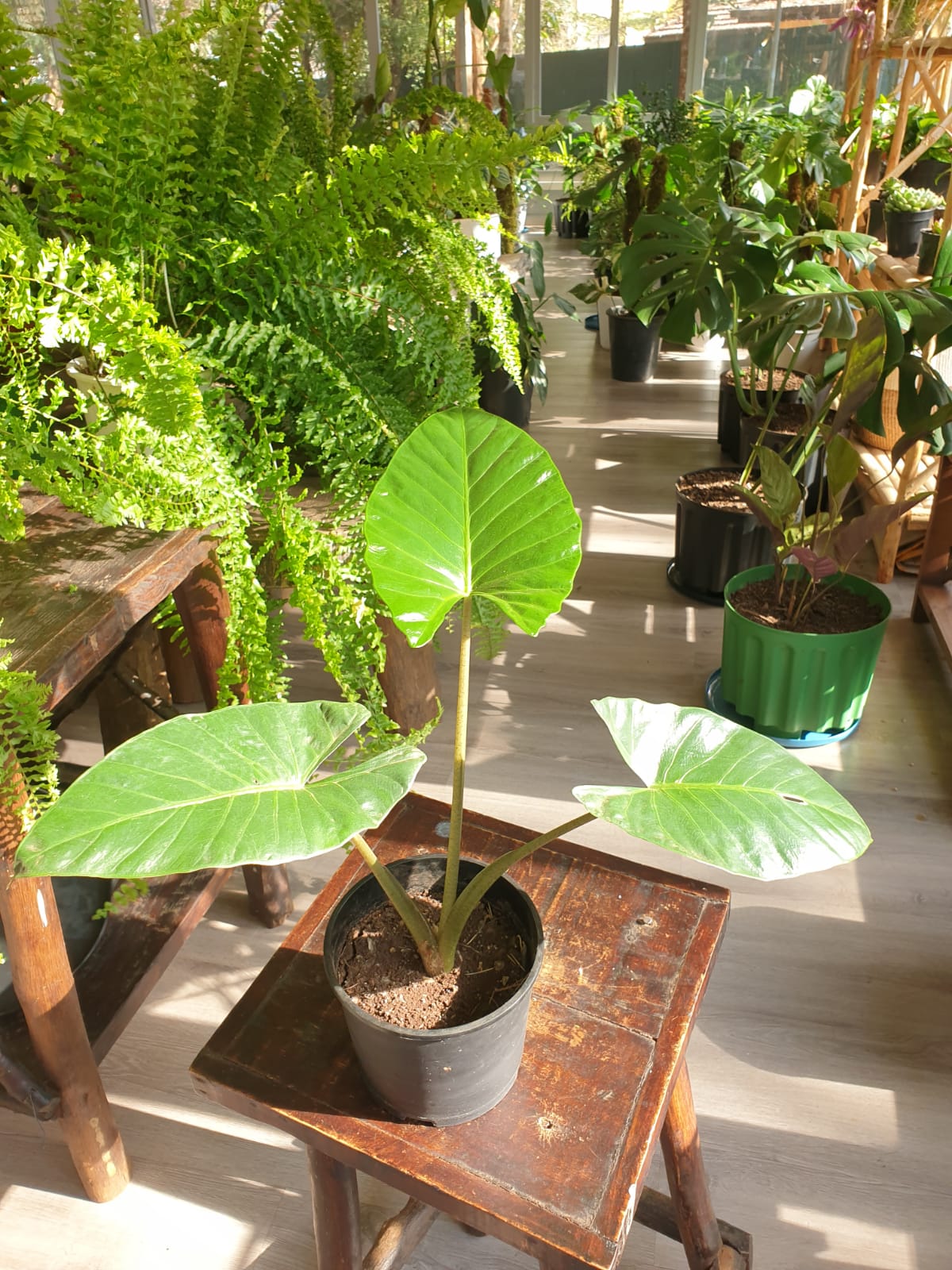 miniature elephant ear plant order online Alocasia (Elephant Ear)- Small | Order Now Online