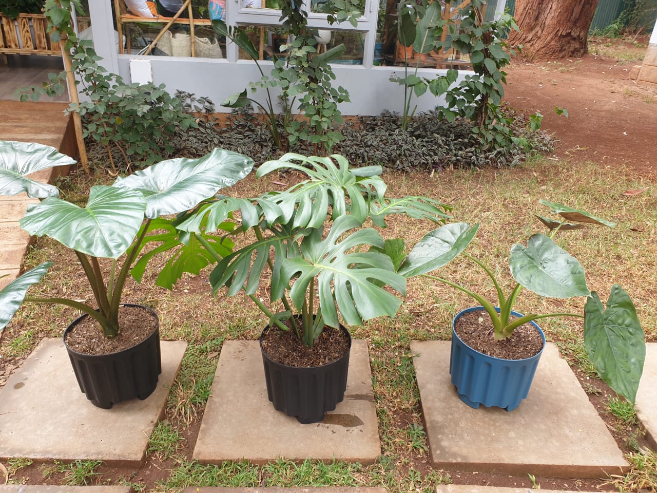 Big leaf package