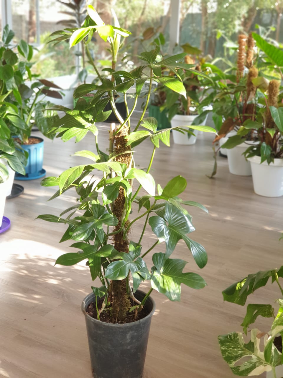 Oak-leaf Philodendron