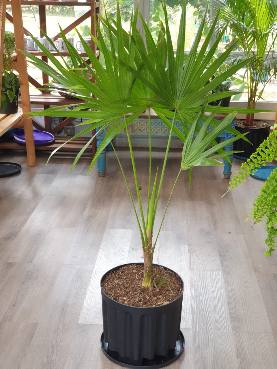 Dancing Lady Palm