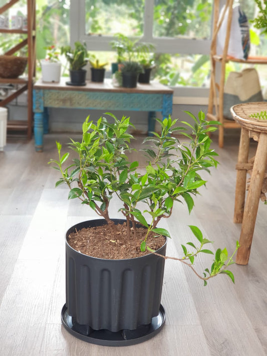 Star Jasmine
