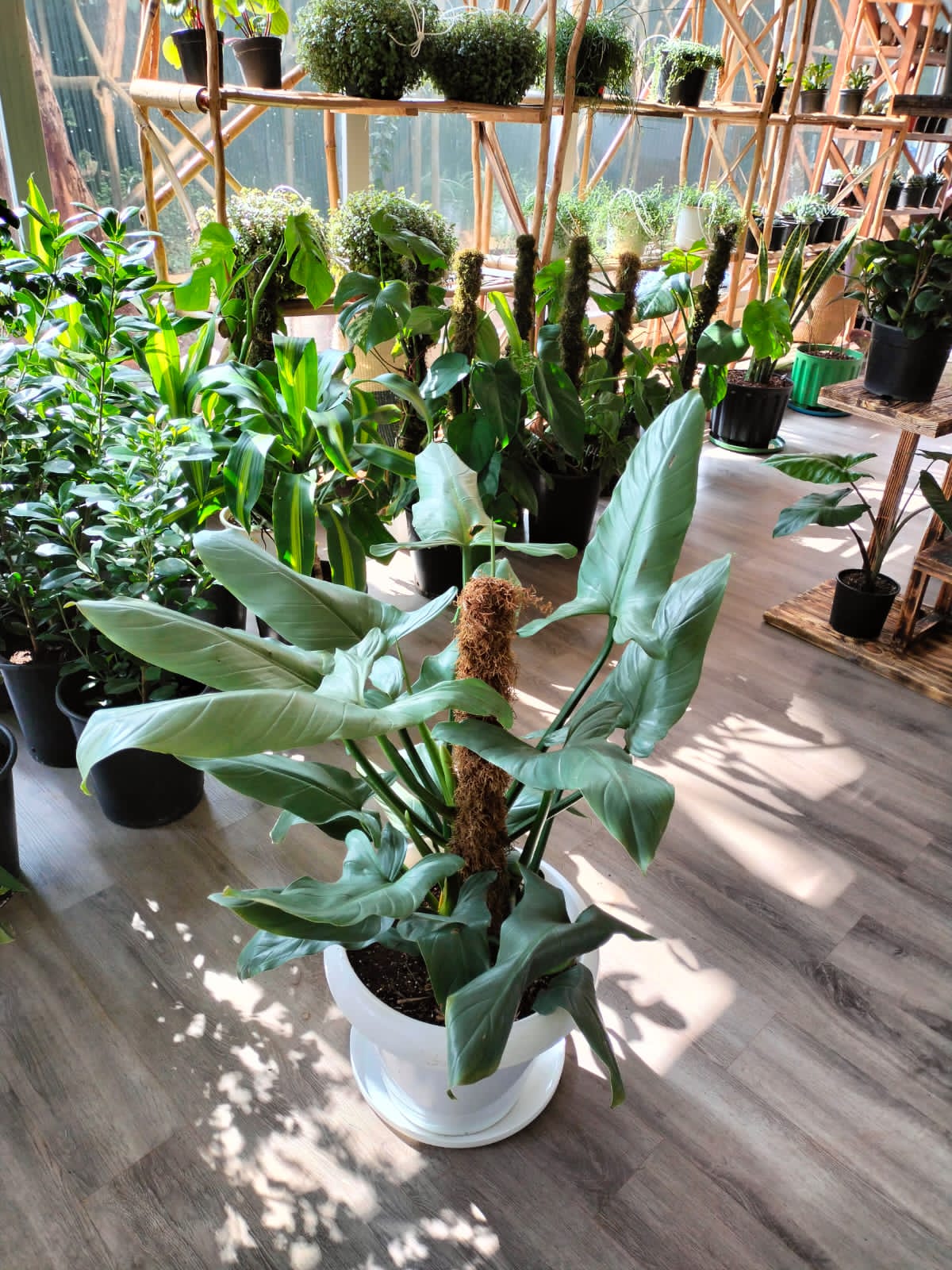 Philodendron Silver Sword