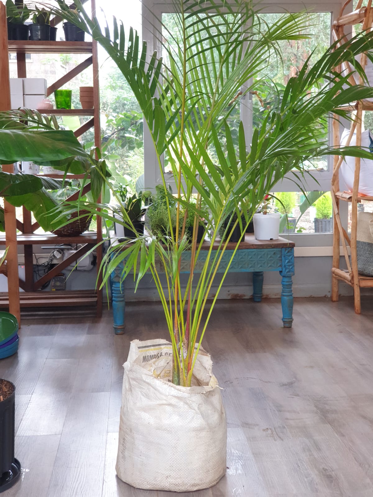 Golden palm