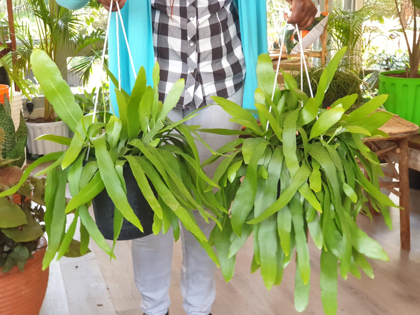 Epiphyllum (Orchid Cacti)