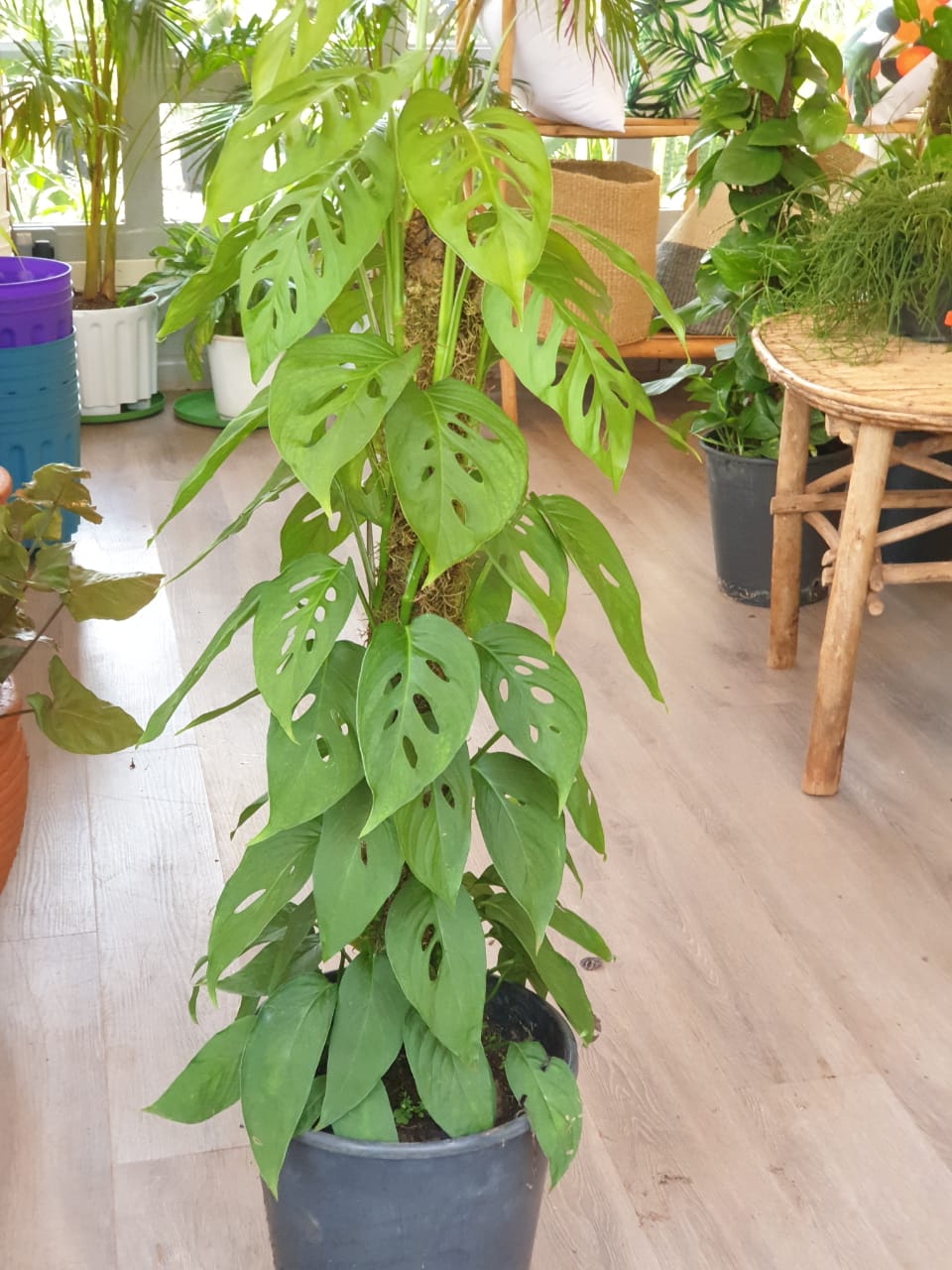 Monstera Adansonii (Swiss Cheese Plant