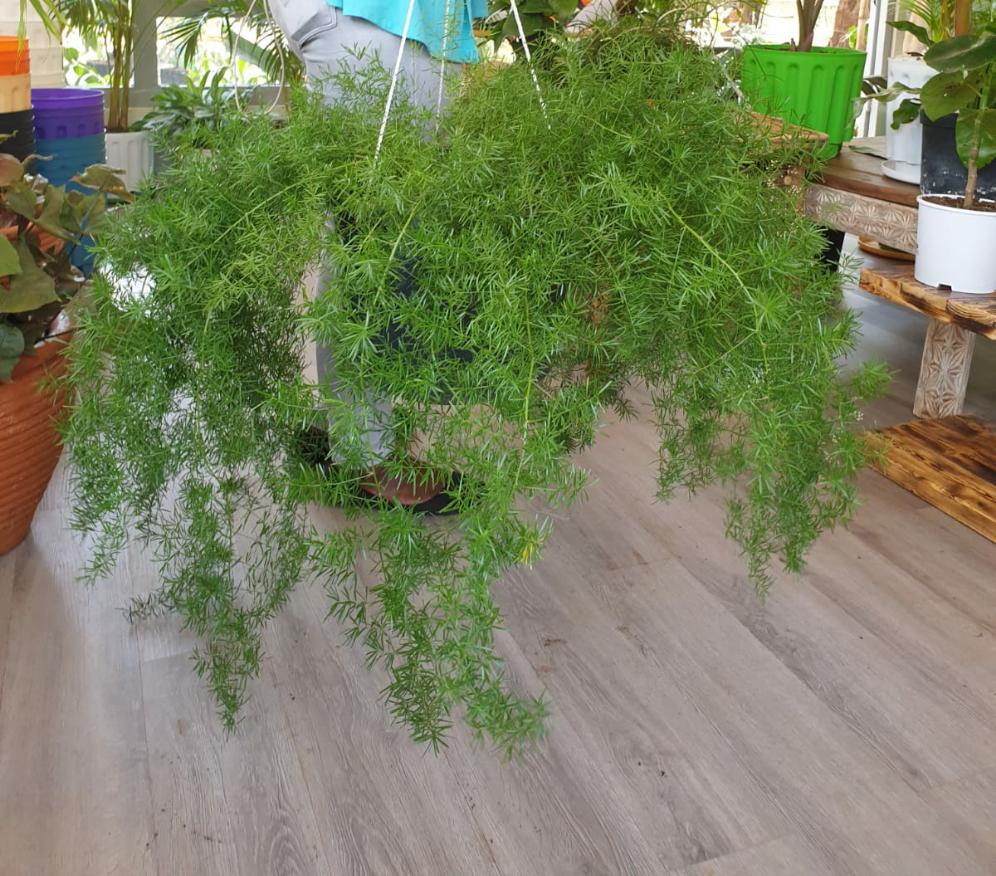 Asparagus fern