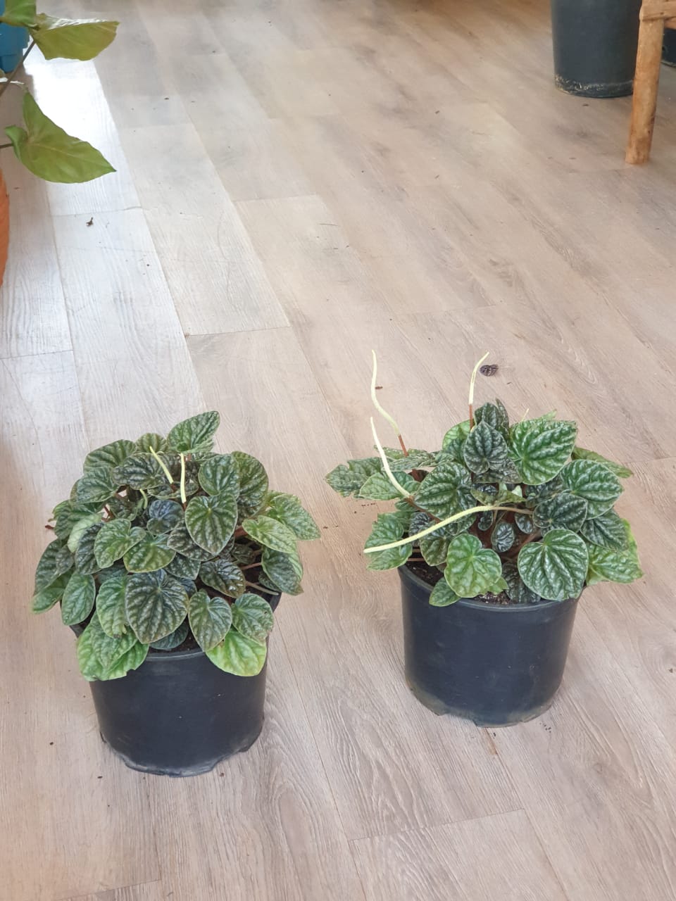 Peperomia Caperata