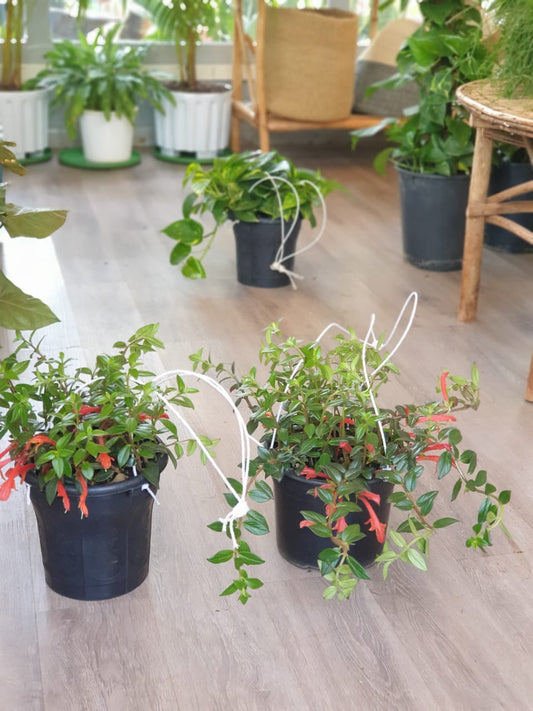 Aeschynanthus Lipstick Plant