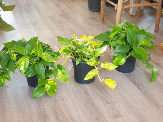 Money Plant ("Devil's Ivy / Pothos Plant/Epipremnum Aureum") Hanging